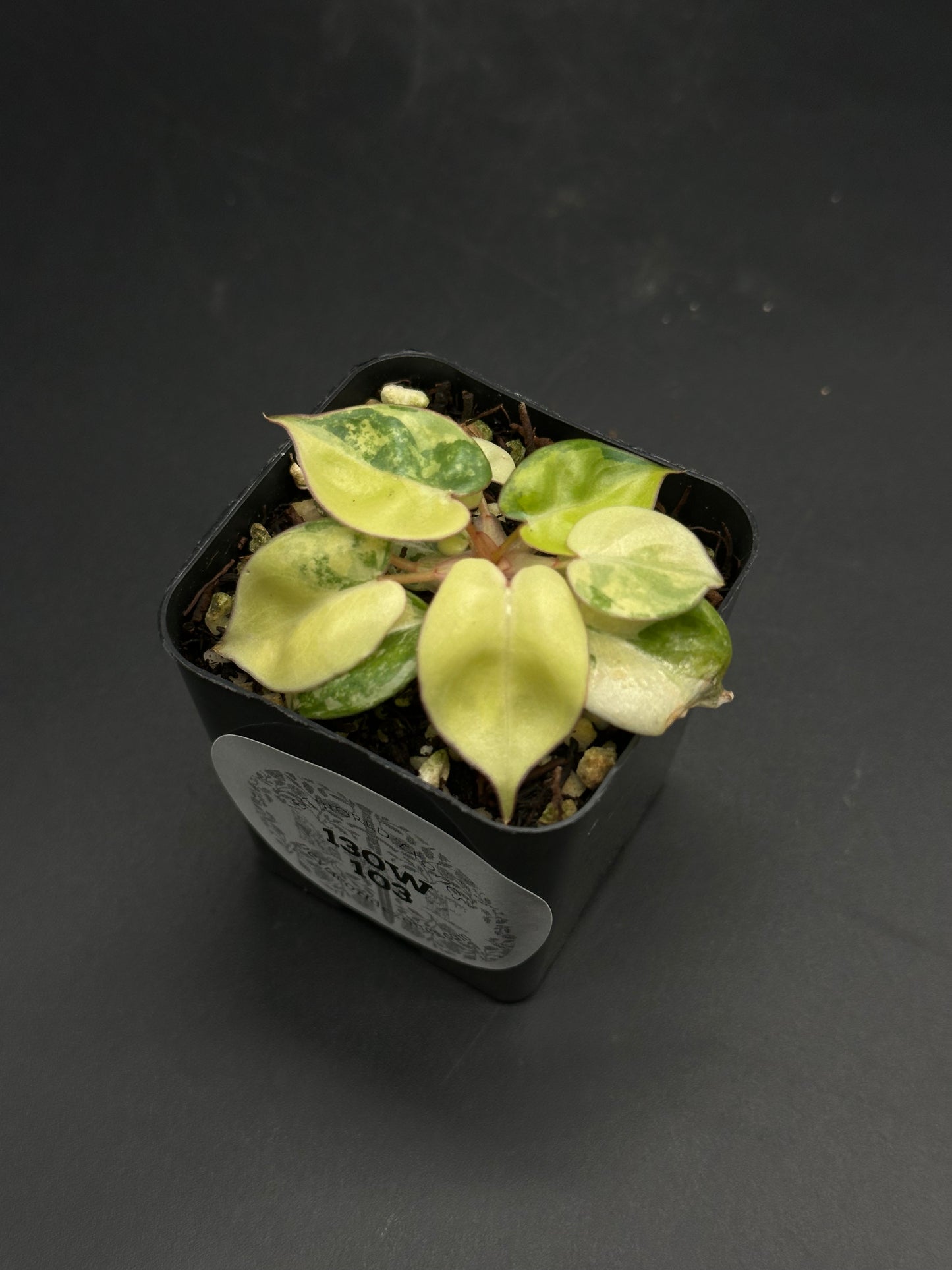 π
π Zip-Zap-Zoodle ππ
(130W103) is a variegated Peperomia houseplant with thick oval leaves in a small black nursery pot.