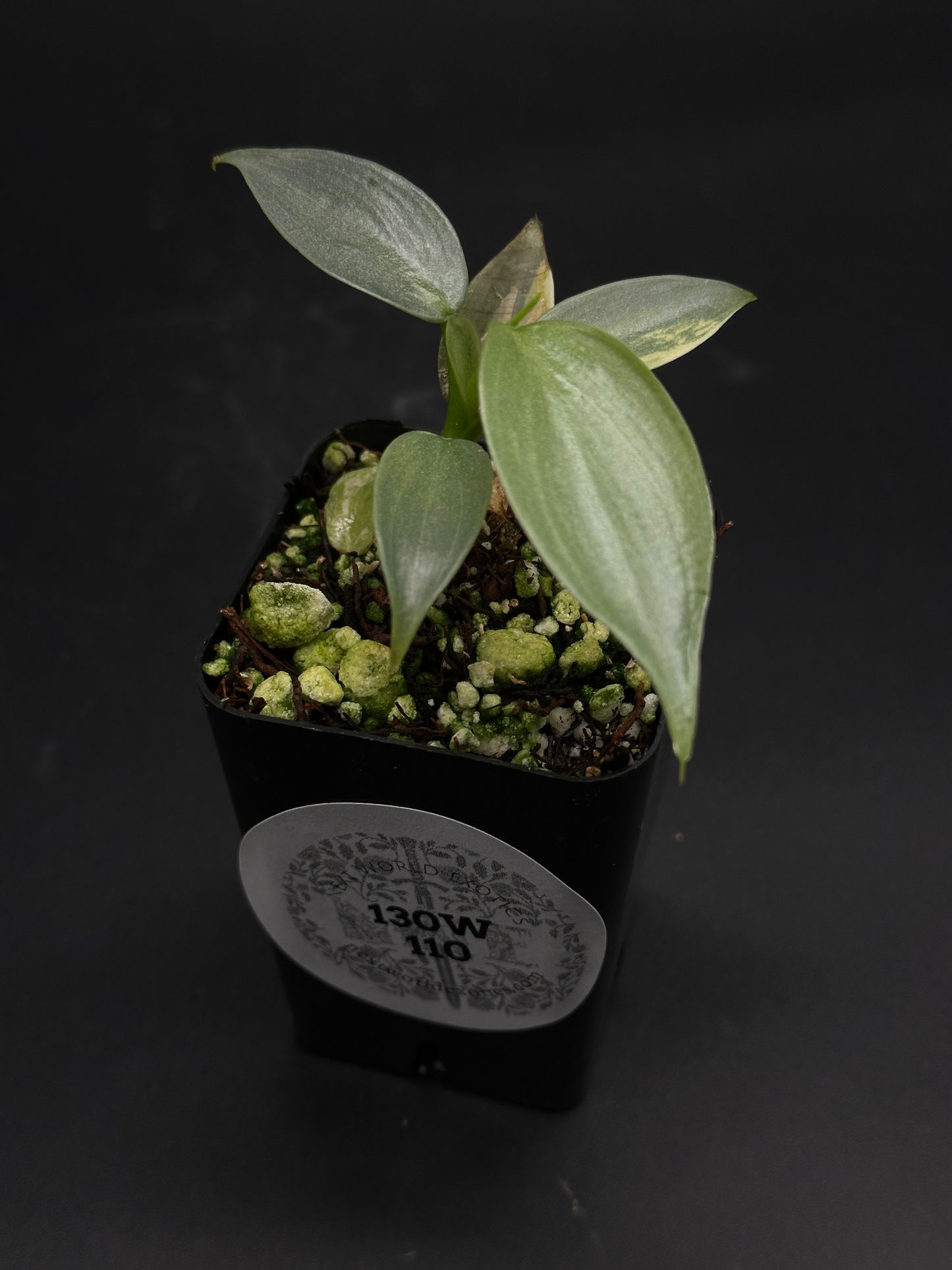 🤺🥨 Munchy-Moo-Bloop 🥨🤺 (130W110) plant with silvery-green lance-shaped leaves in a black nursery pot, featuring a chunky substrate mix.