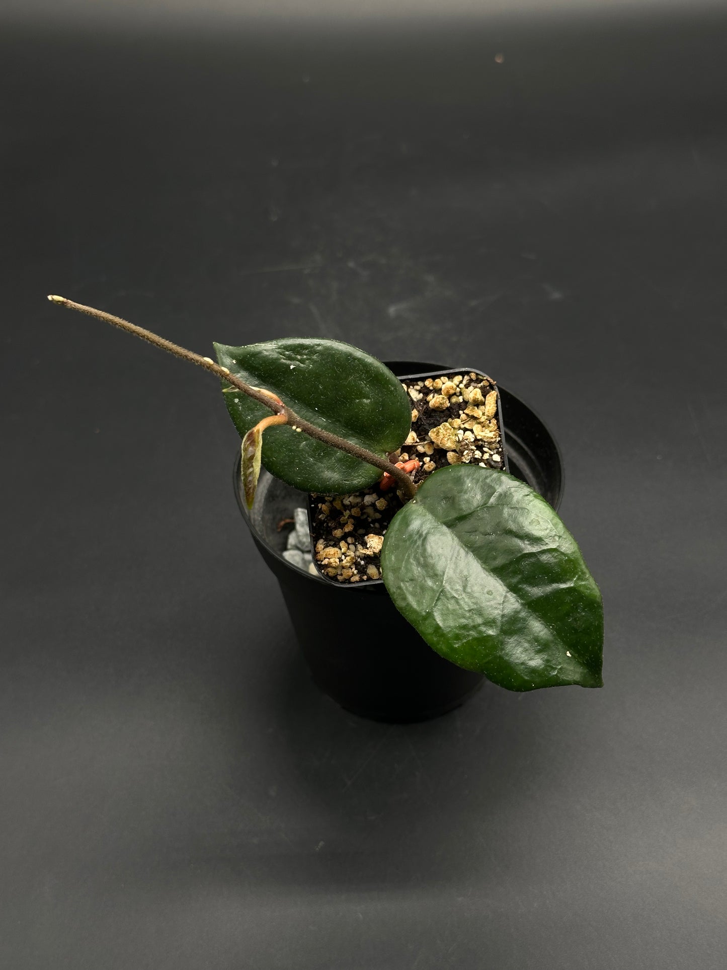 π¦π§¨ Punt-Pow-Grizzle π§¨π¦ (130W111) features a young, single-stem Hoya with glossy leaves, growing in a gritty mix, perfect for exotic plant enthusiasts.