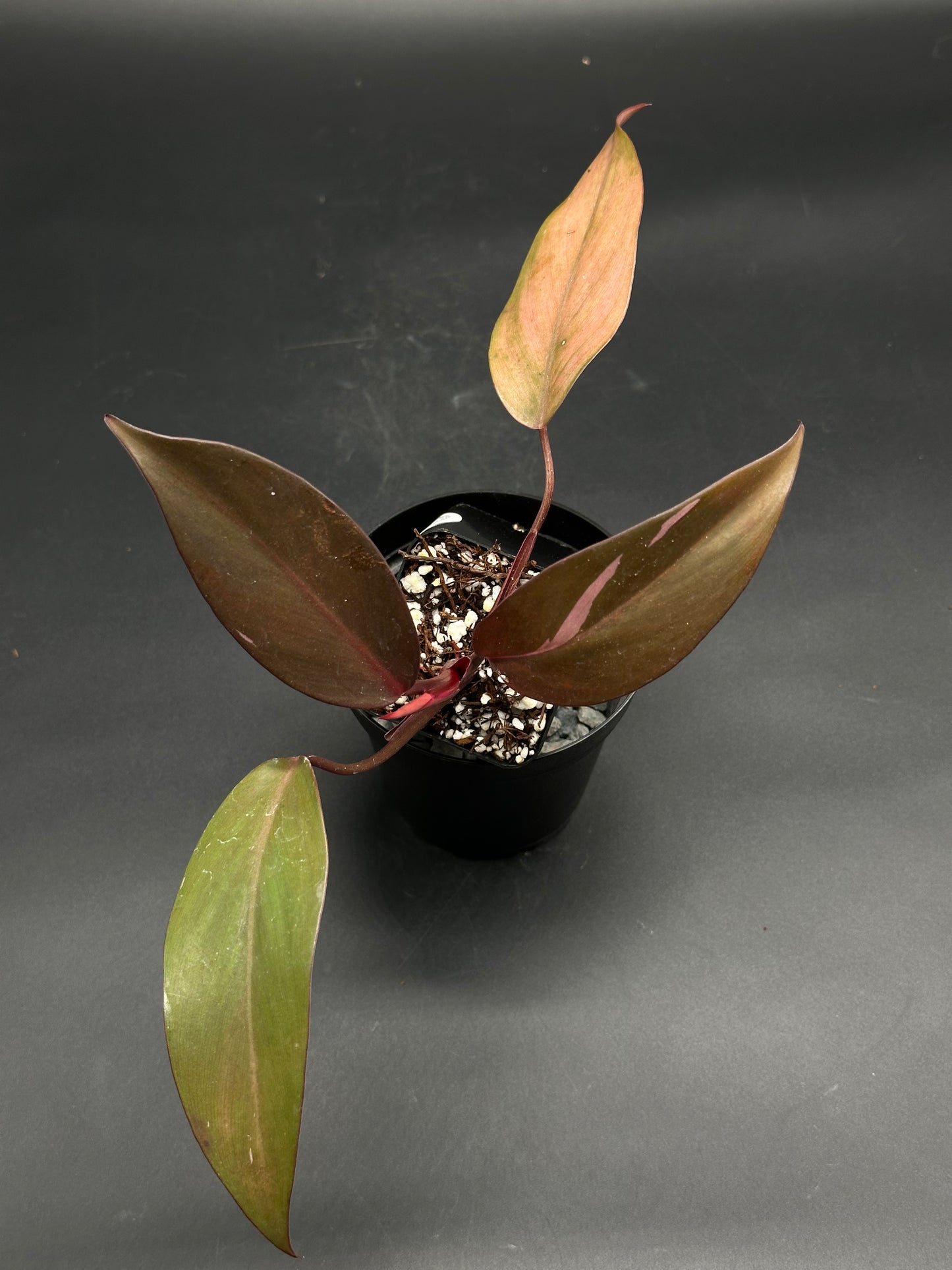 The Lump-Launch-Pod (130W112) is a philodendron with lance-shaped leaves, featuring olive-green to bronze-red hues, in a black nursery pot.