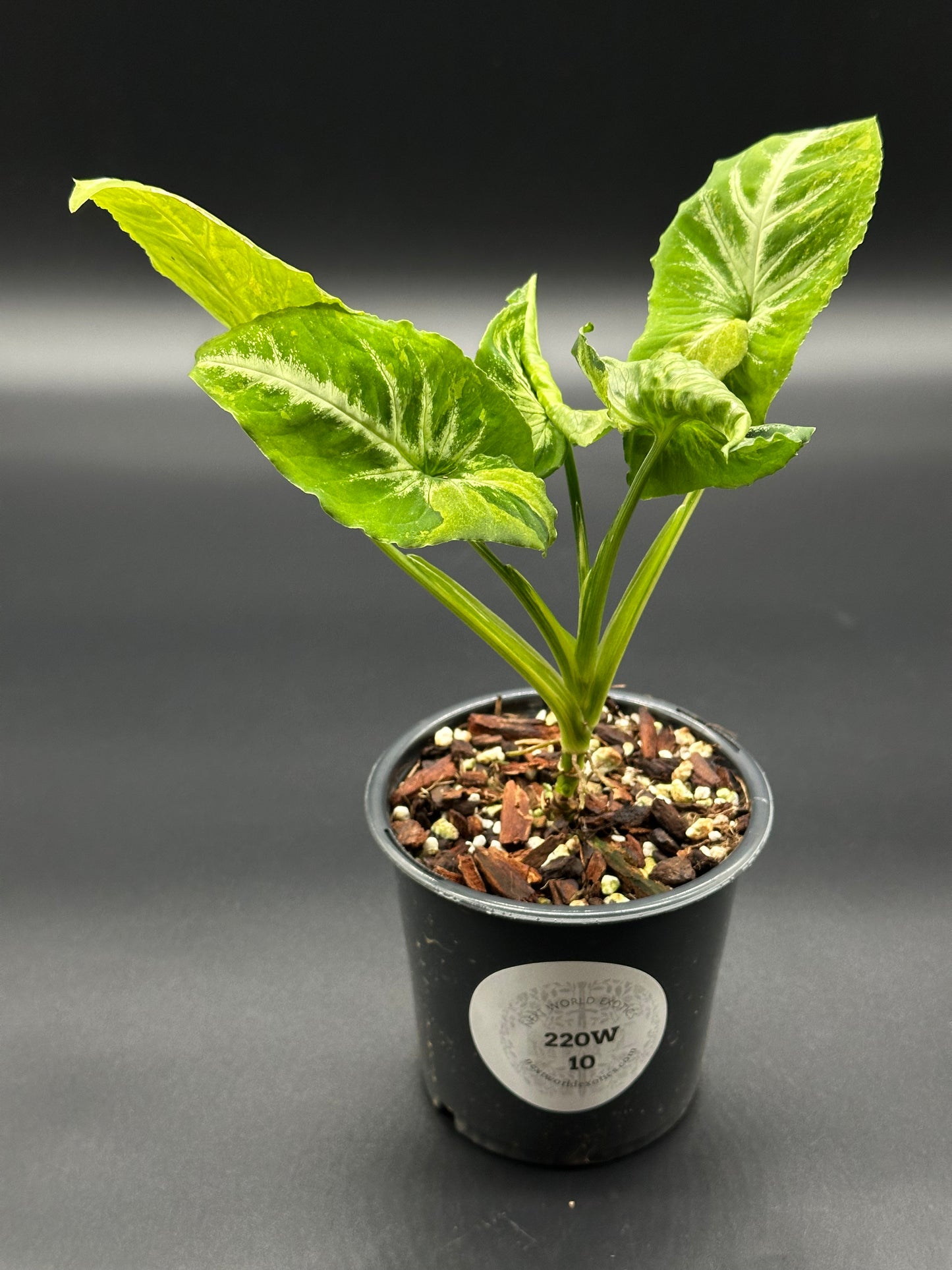 Syngonium wendlandii 'Scrambled Eggs' variegated plant in a 4-inch pot, showcasing its distinctive leaf patterns, perfect for exotic houseplant enthusiasts.