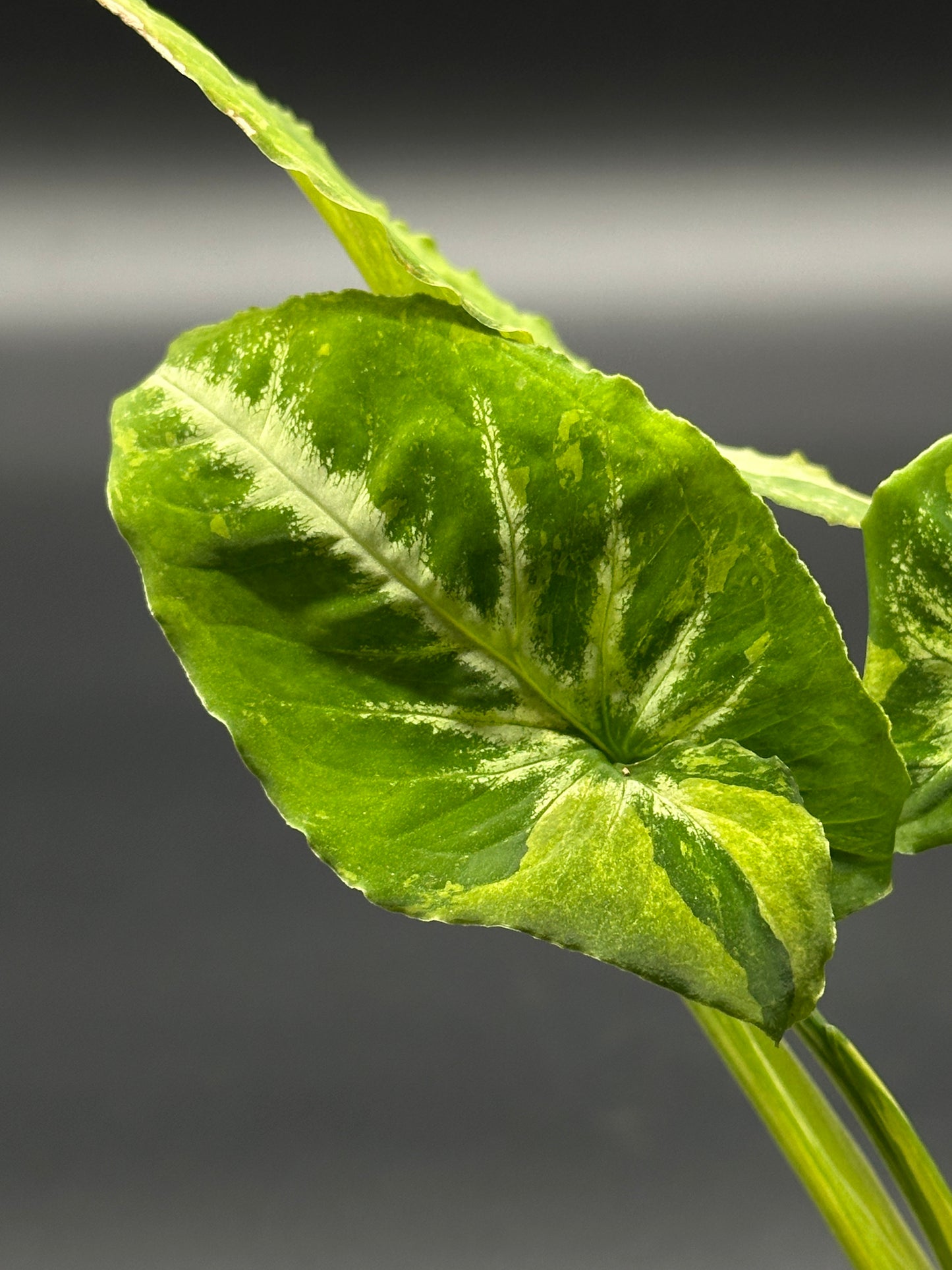 Syngonium Wendlandii 'Scrambled Eggs' Variegated in a 4-inch pot, showcasing intricate leaf patterns, ideal for exotic houseplant enthusiasts.