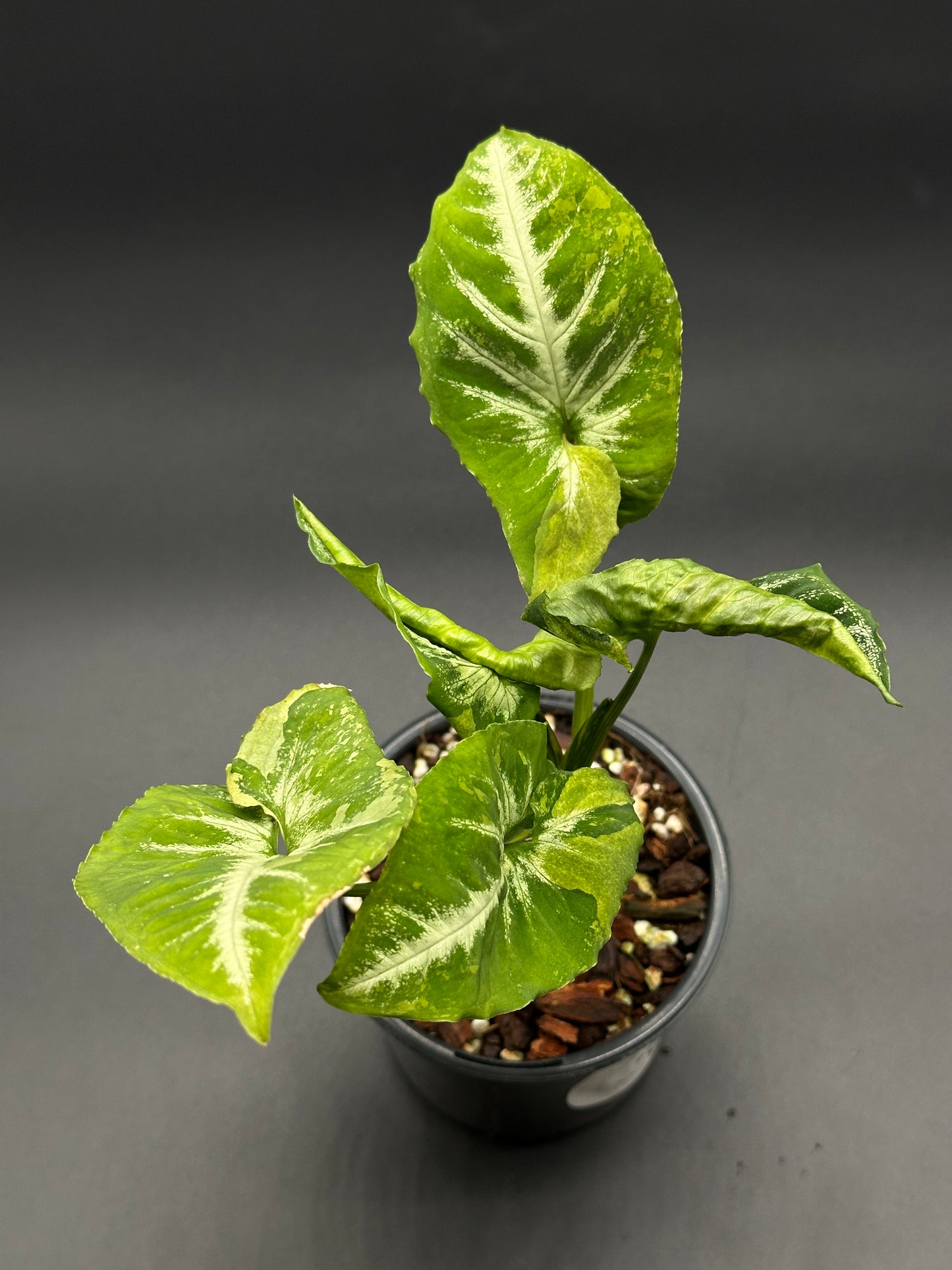 Syngonium Wendlandii 'Scrambled Eggs' Variegated in a 4-inch pot, showcasing distinct leaf variegation, perfect for exotic houseplant collections from Next World Exotics.