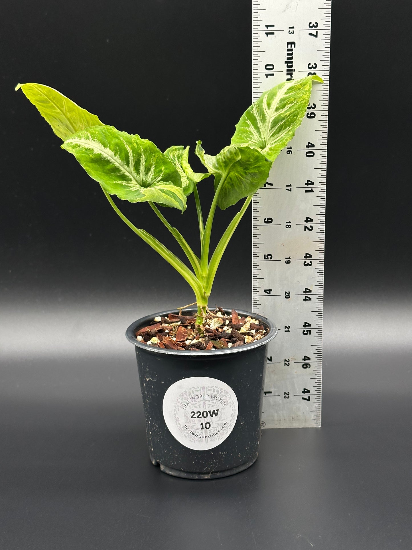 Syngonium Wendlandii 'Scrambled Eggs' Variegated (220W10) in a 4-inch pot, shown with a ruler for size reference, featuring distinctive leaf variegation.