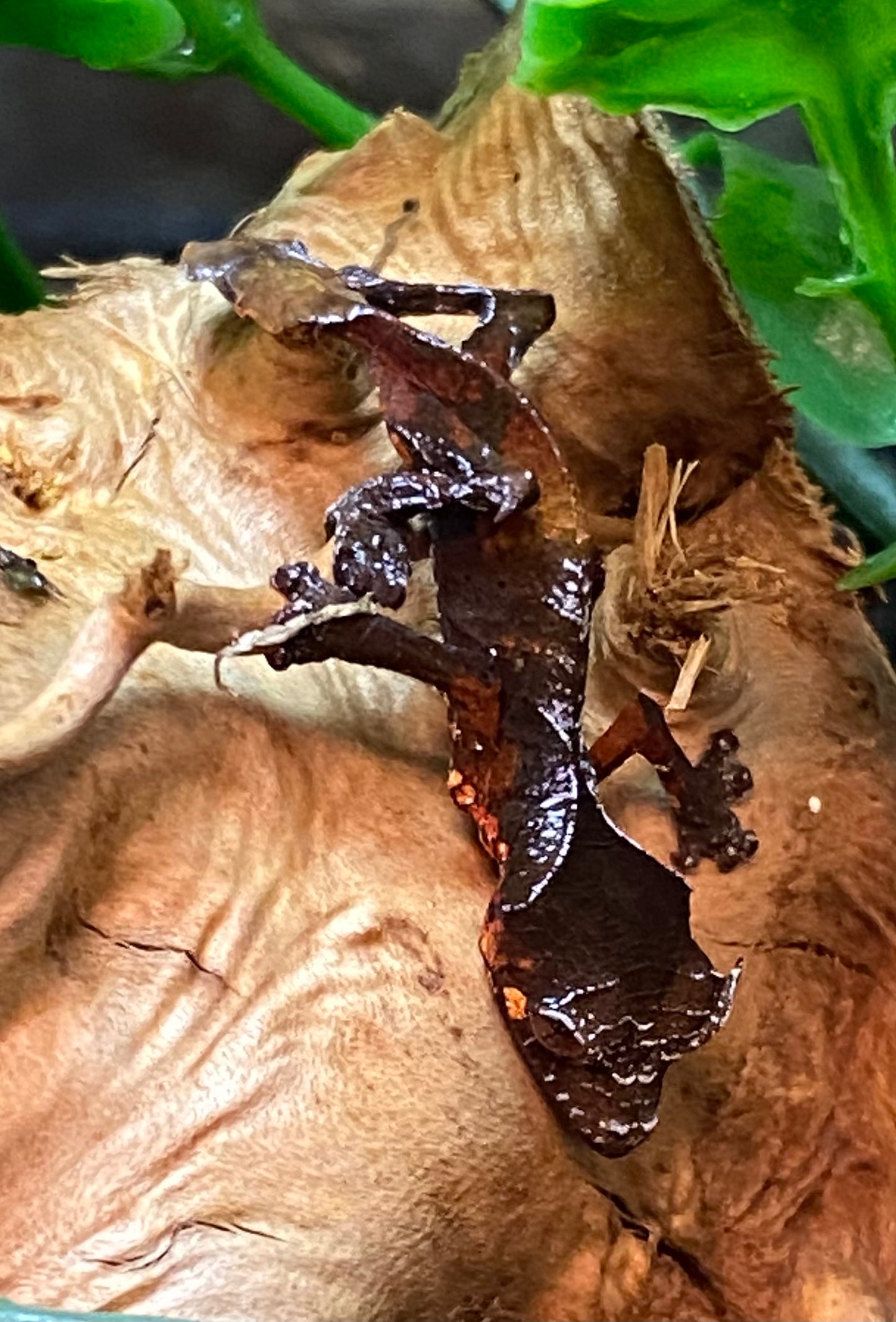 Uroplatus Phantasticus, a unique leaf-tailed gecko with intricate camouflage, showcased on a branch. Shipping details and costs are provided separately after purchase.