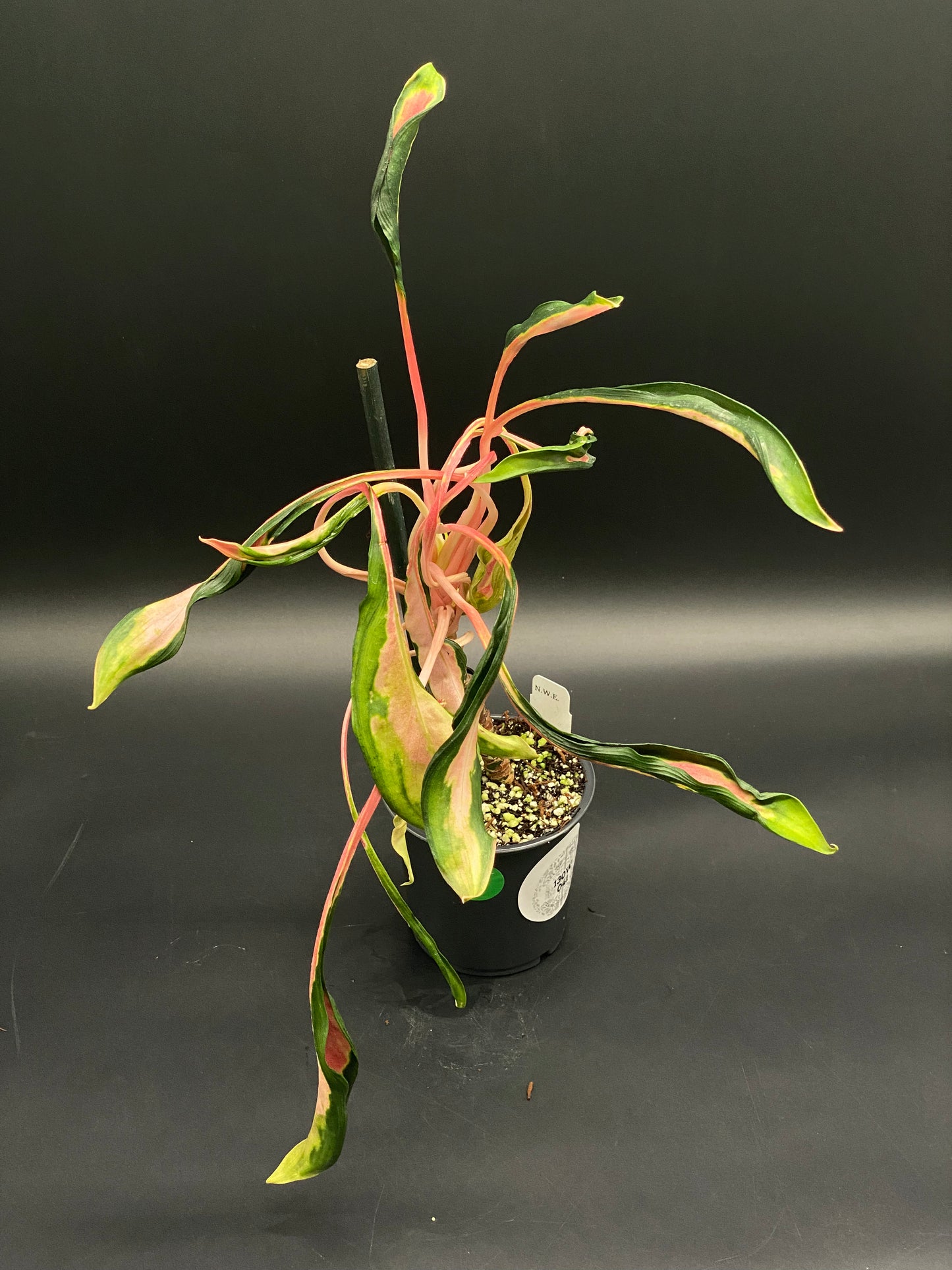 Aglaonema sp. 'Flying Squid' in a 5-inch black pot, showcasing variegated pink and green foliage with pink-tinged stems, against a dark background.