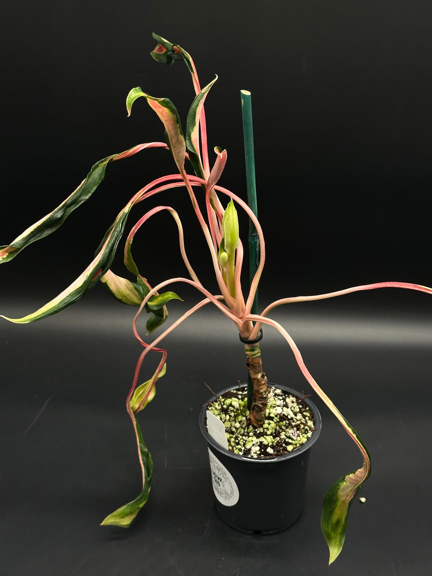 Aglaonema sp. 'Flying Squid' in a 5-inch pot, featuring variegated green leaves with pink margins, staked with a green rod, and a developing inflorescence.
