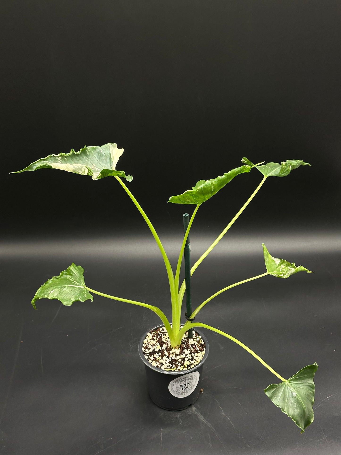 Araceae plant (130W156) with wavy, heart-shaped leaves in a black pot, supported by a green stake. Part of Next World Exotics' rare variegated collection.