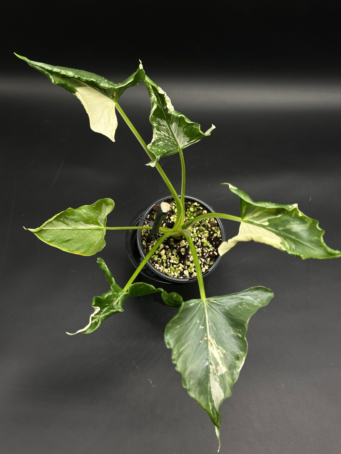 Alocasia cucullata 'Crinkles' Variegated in a black pot, showcasing glossy arrowhead-shaped leaves with crinkled edges and vibrant green, cream, and white variegation.