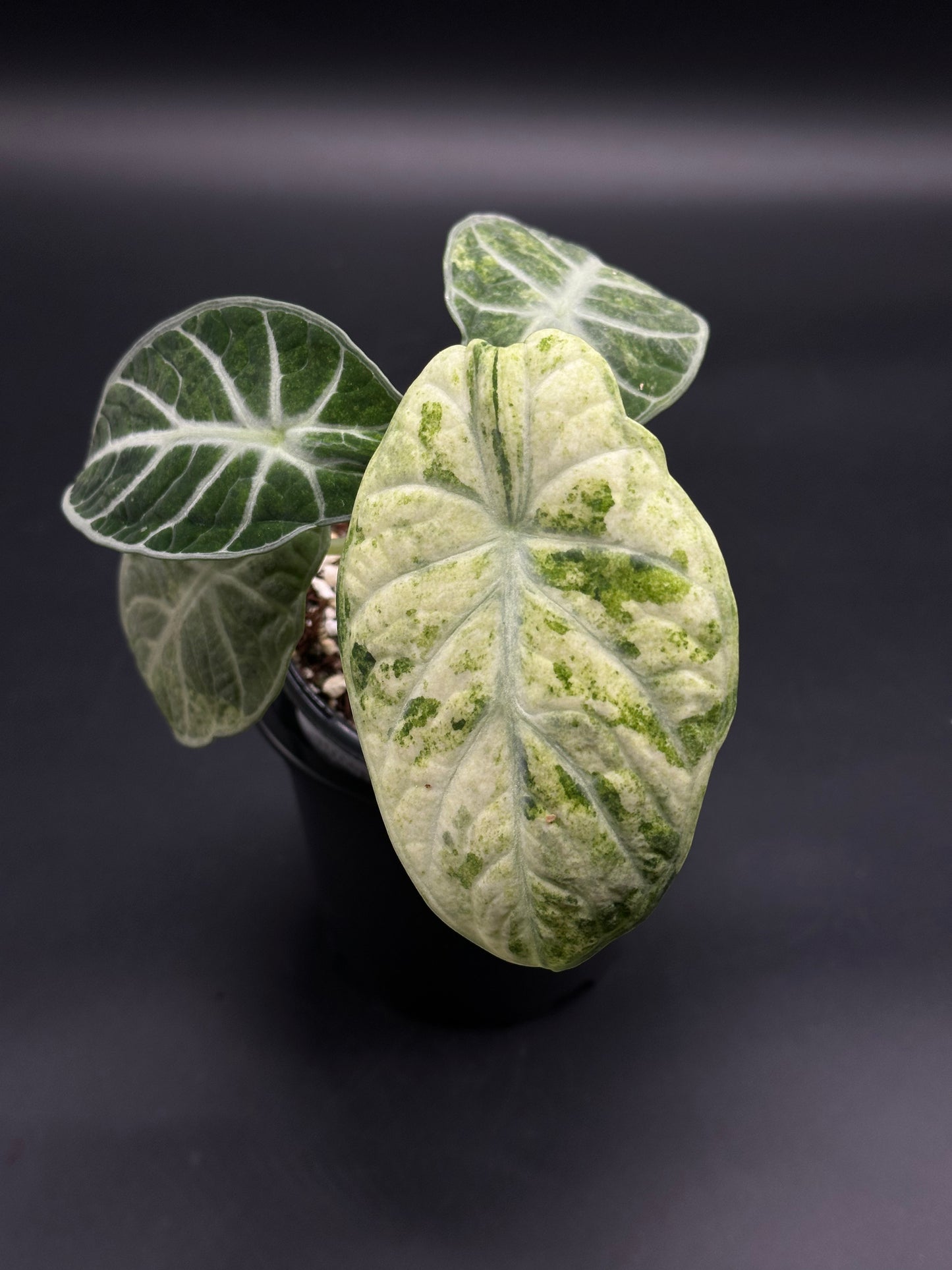 Alocasia reginula 'Ninja Splash' features arrow-shaped leaves with bold white and green marbling in a black nursery pot, showcasing exotic variegated foliage.