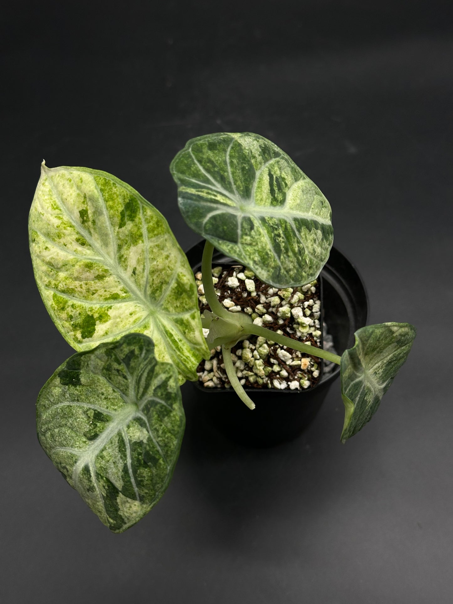Alocasia reginula 'Ninja Splash' with variegated arrowhead-shaped leaves, featuring silvery-white splashes on velvety emerald foliage, potted in a well-draining mix.