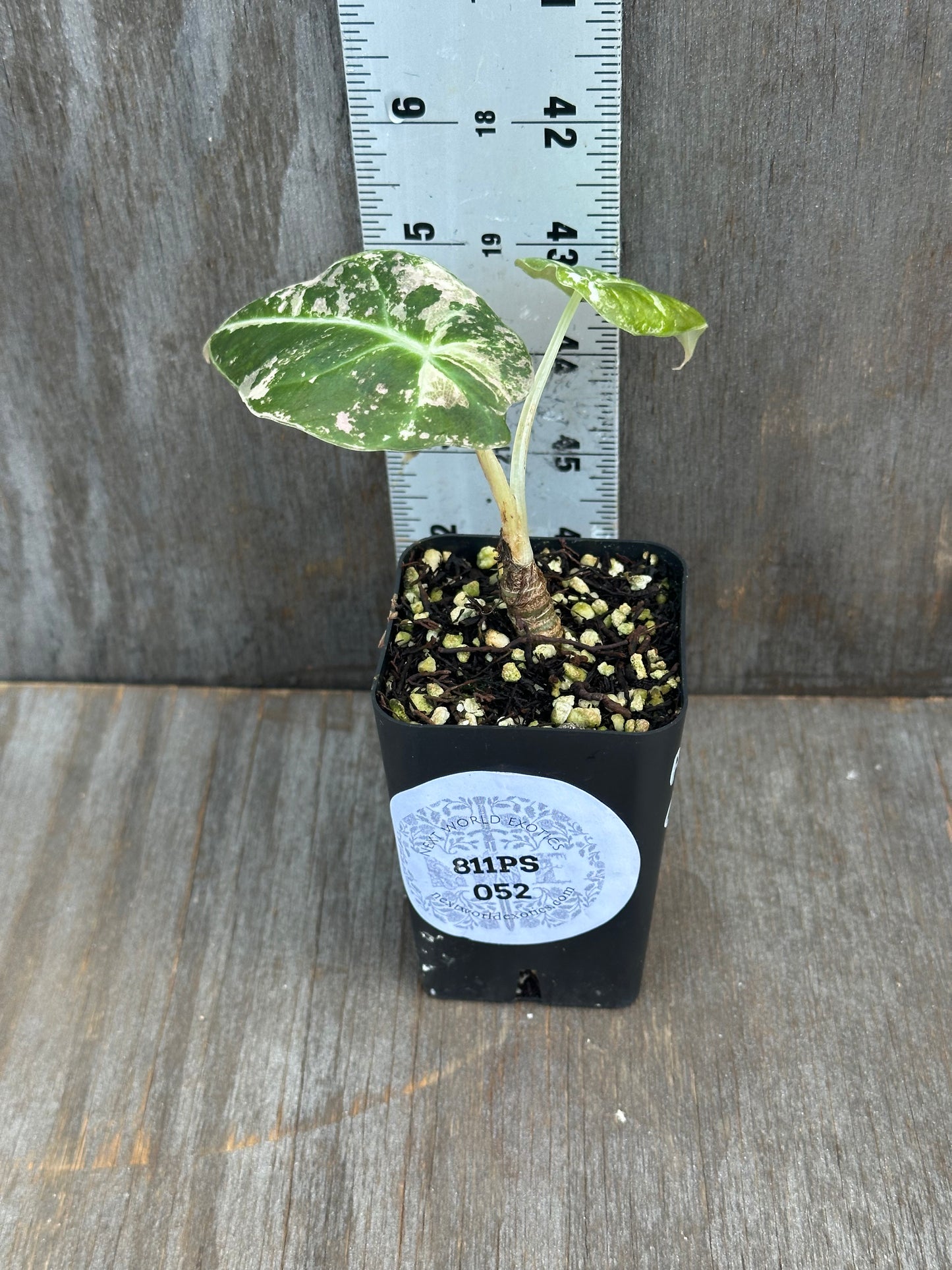 Alocasia Regniula cv. 'Pink Black Velvet'