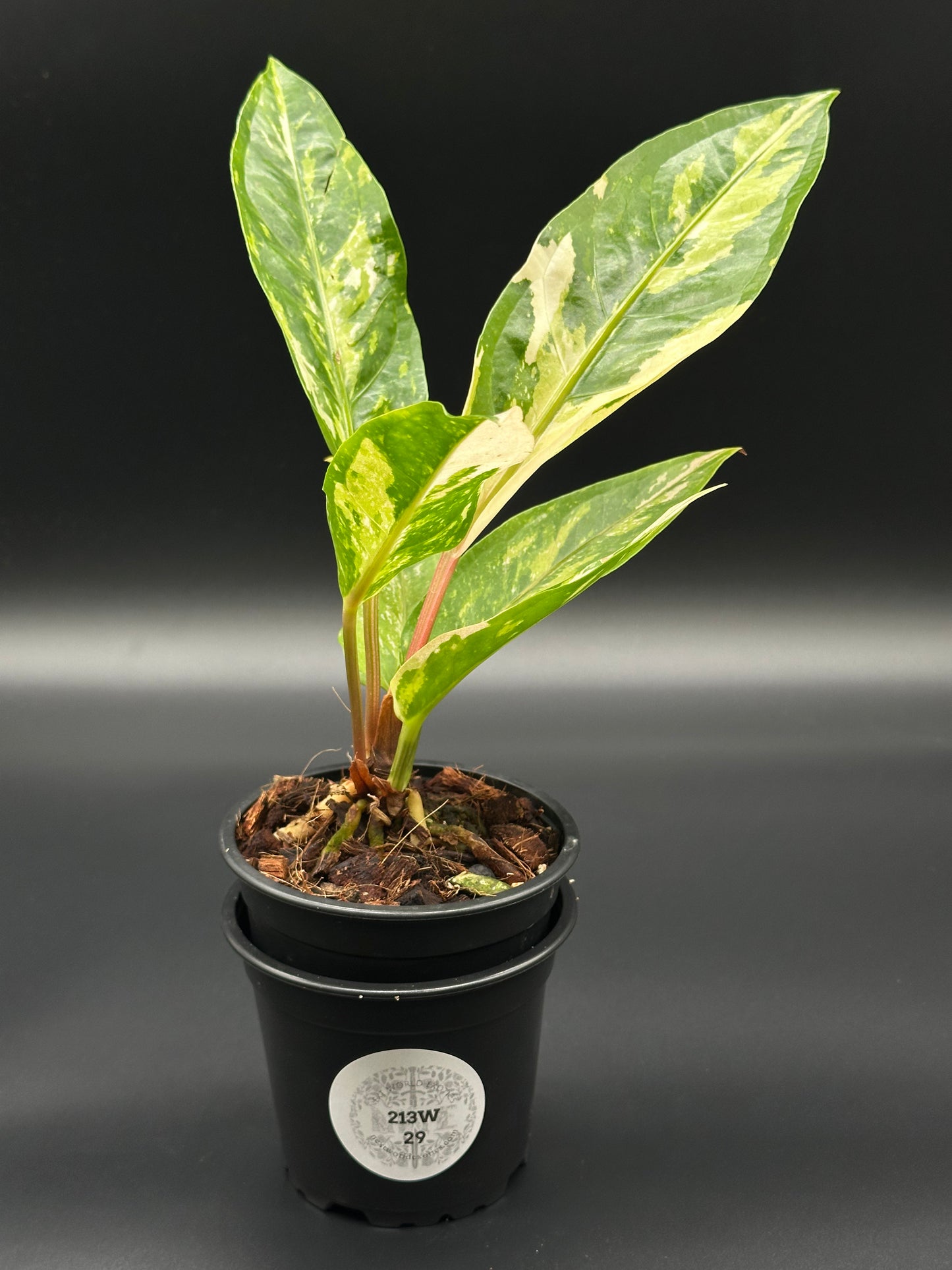 Anthurium Birdsnest Variegated (213W29) in a 4-inch pot, showcasing bright white variegation on lush green leaves, a rare tropical houseplant.
