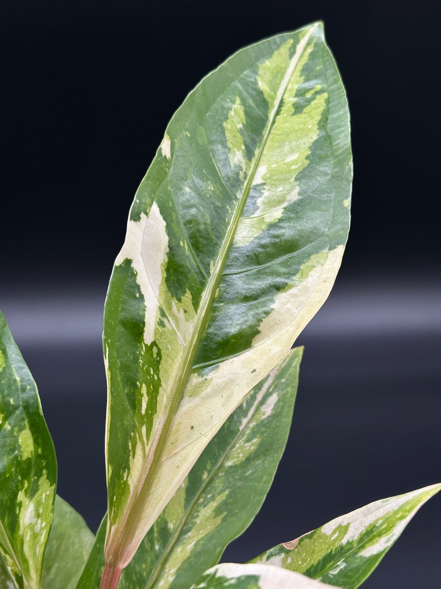 Close-up of an Anthurium Birdsnest Variegated (213W29) leaf, showcasing its distinctive green and white variegation.
