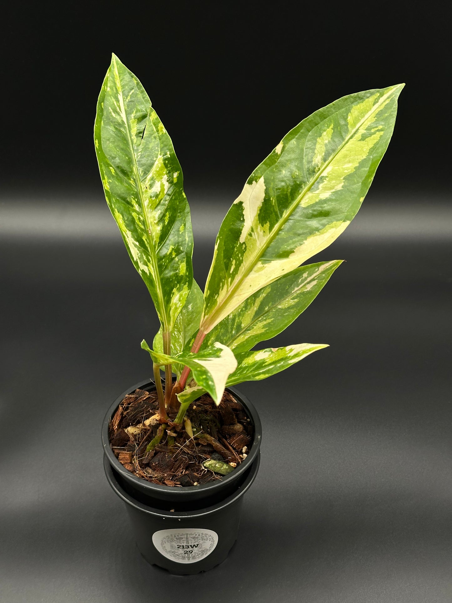 Anthurium Birdsnest Variegated (213W29) in a 4-inch pot, showcasing bright white variegation on green leaves, ideal for tropical houseplant enthusiasts.