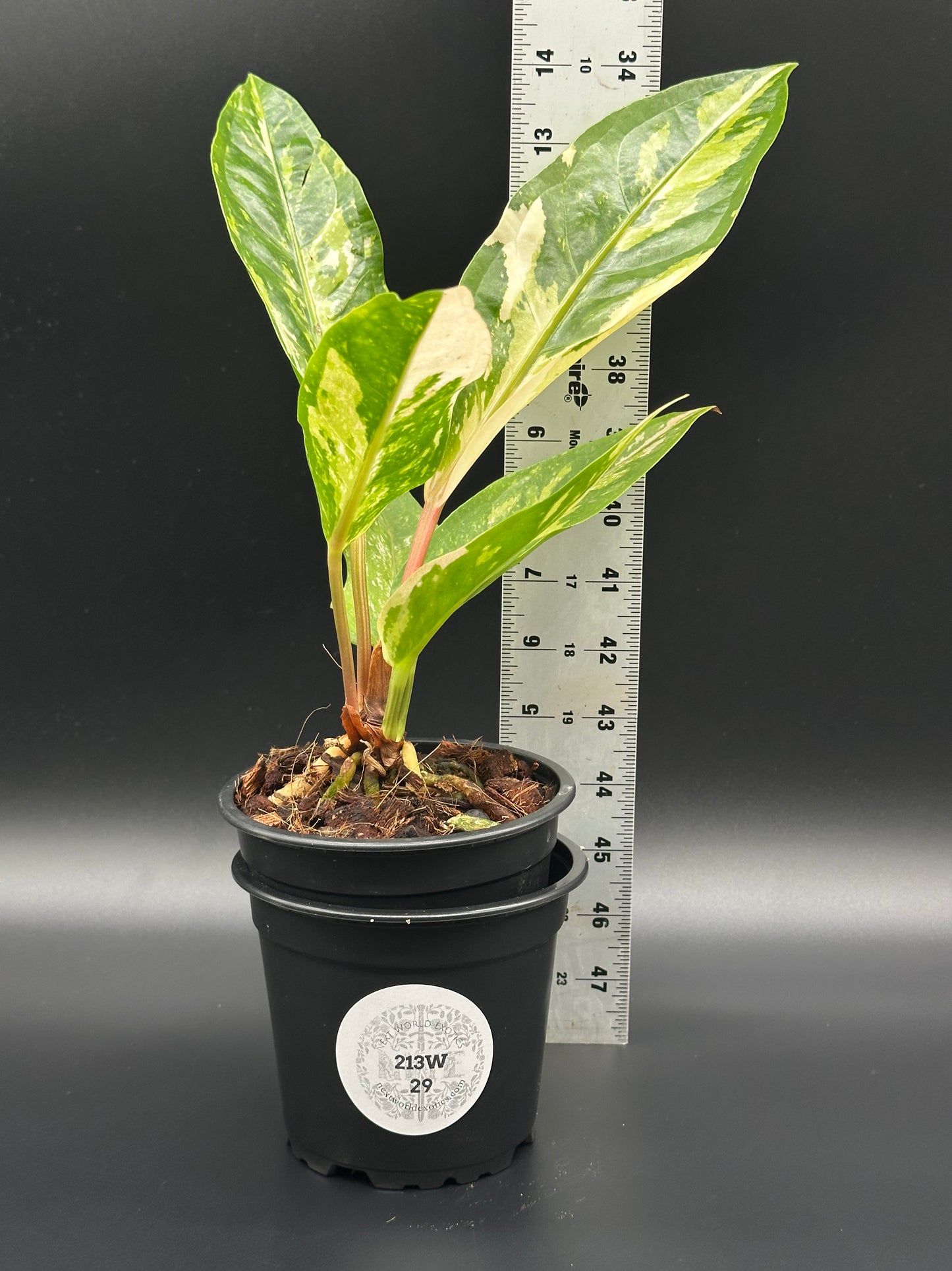 Anthurium Birdsnest Variegated (213W29) in a 4-inch pot, featuring bright white variegation, with a ruler for scale.
