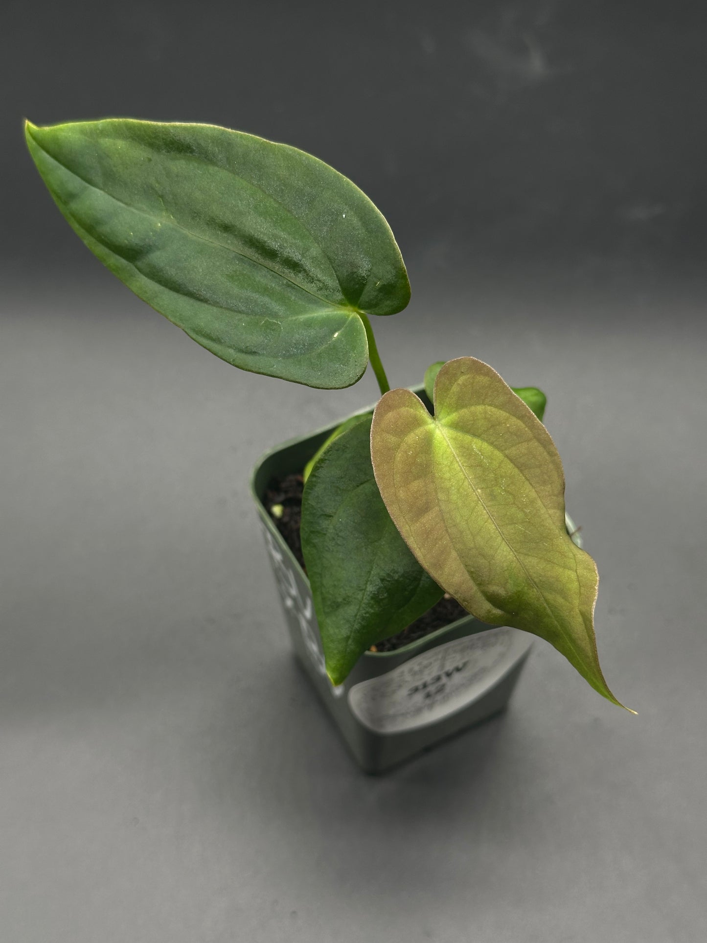 Anthurium Black Velvet x Black Velvet in a 2.25-inch pot, featuring close-up of lush green leaves, grown by Next World Exotics.