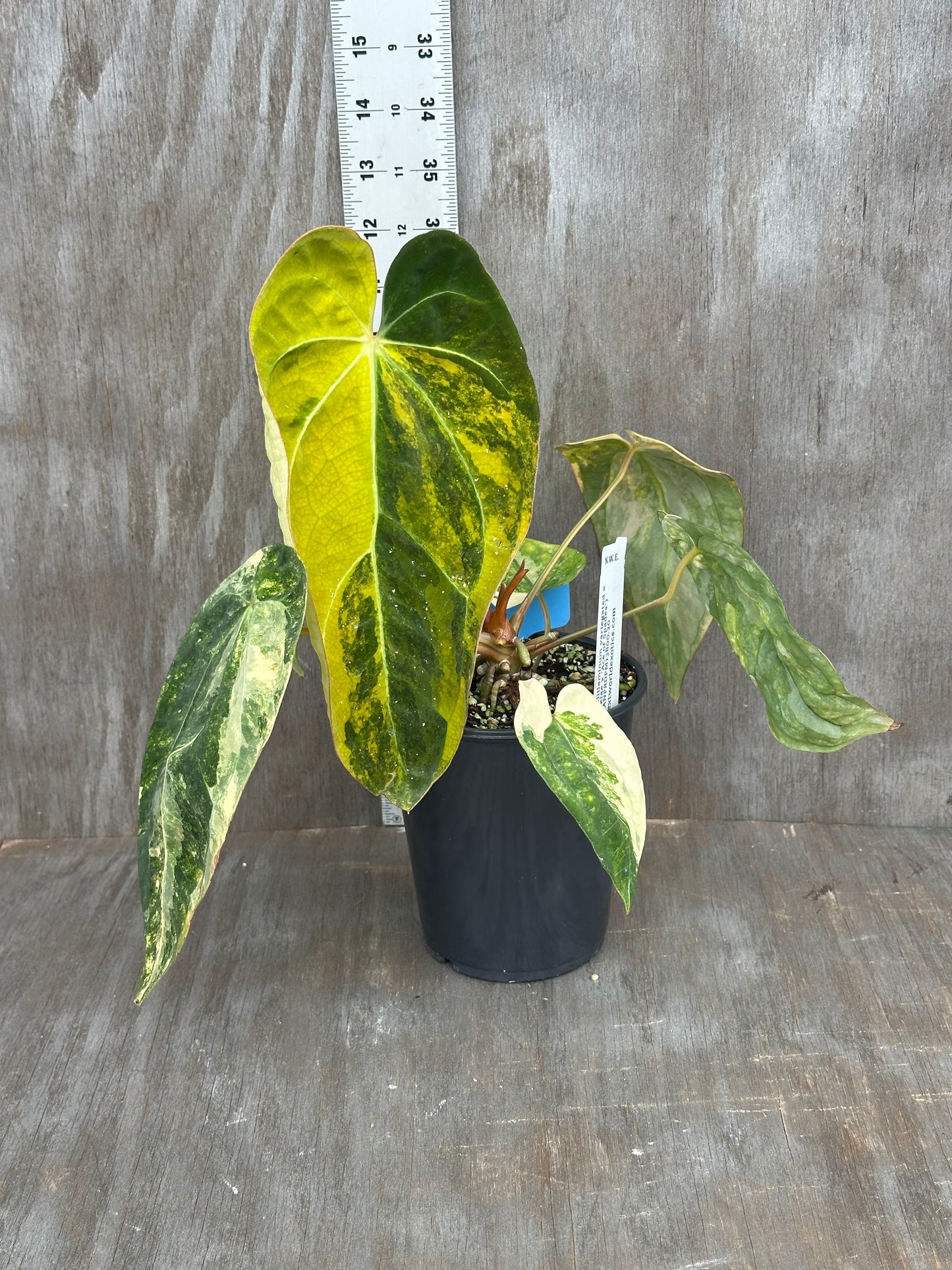 Anthurium Carlablackiae x Ace of Spades 727WEB063