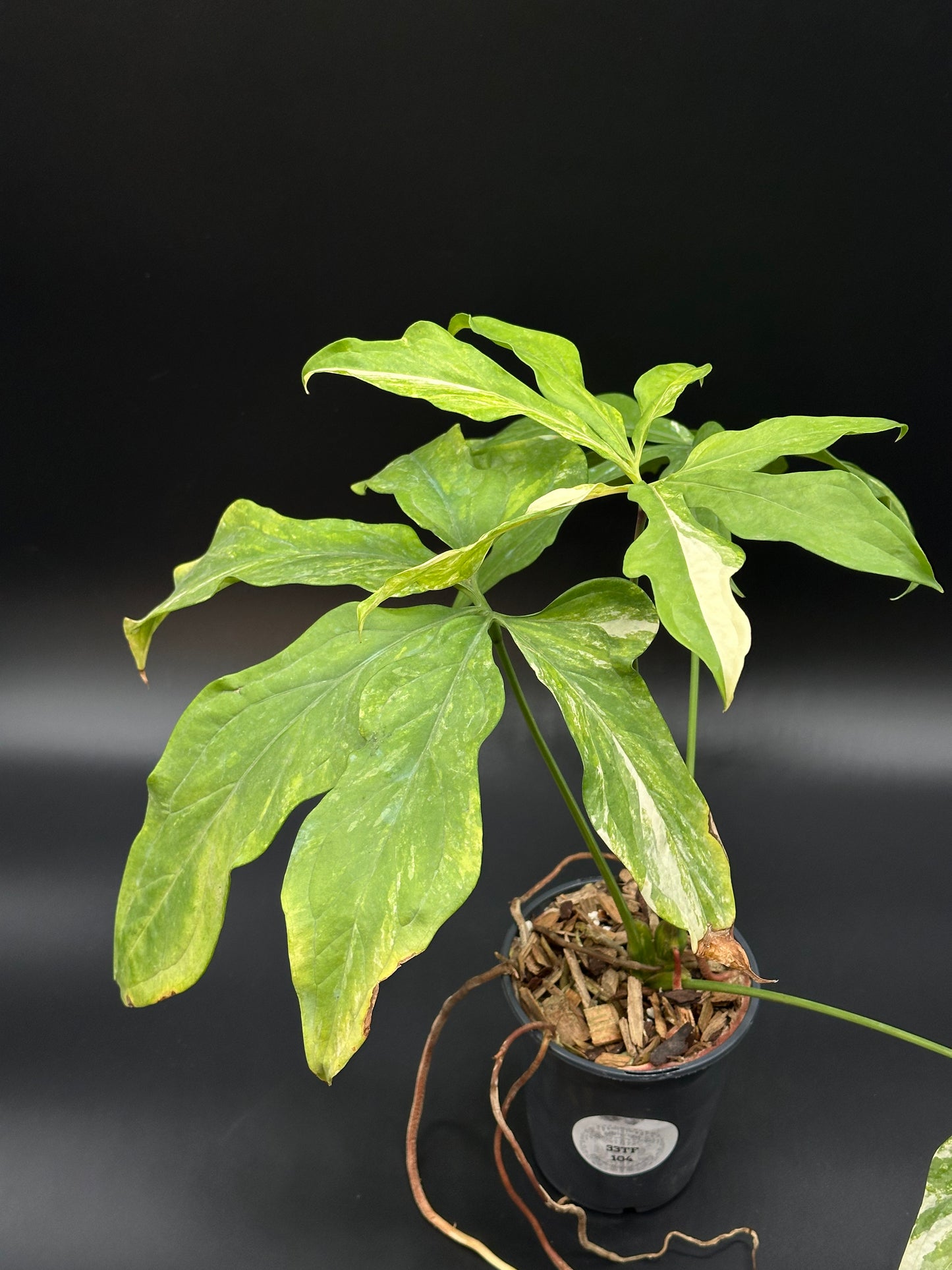 Anthurium Clavigerum Variegated (ACV1) in a 2.25-inch pot showcasing lush foliage, ideal for houseplant enthusiasts seeking unique, exotic greenery.