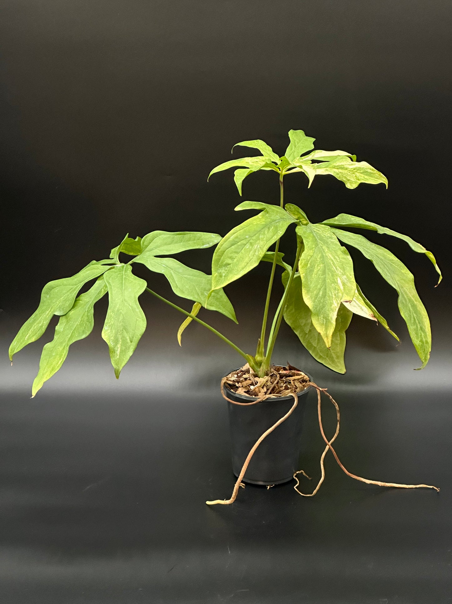 Anthurium Clavigerum Variegated (ACV1) in a 2.25-inch pot, showcasing lush, long leaves with distinct variegation, highlighting its exotic appeal.