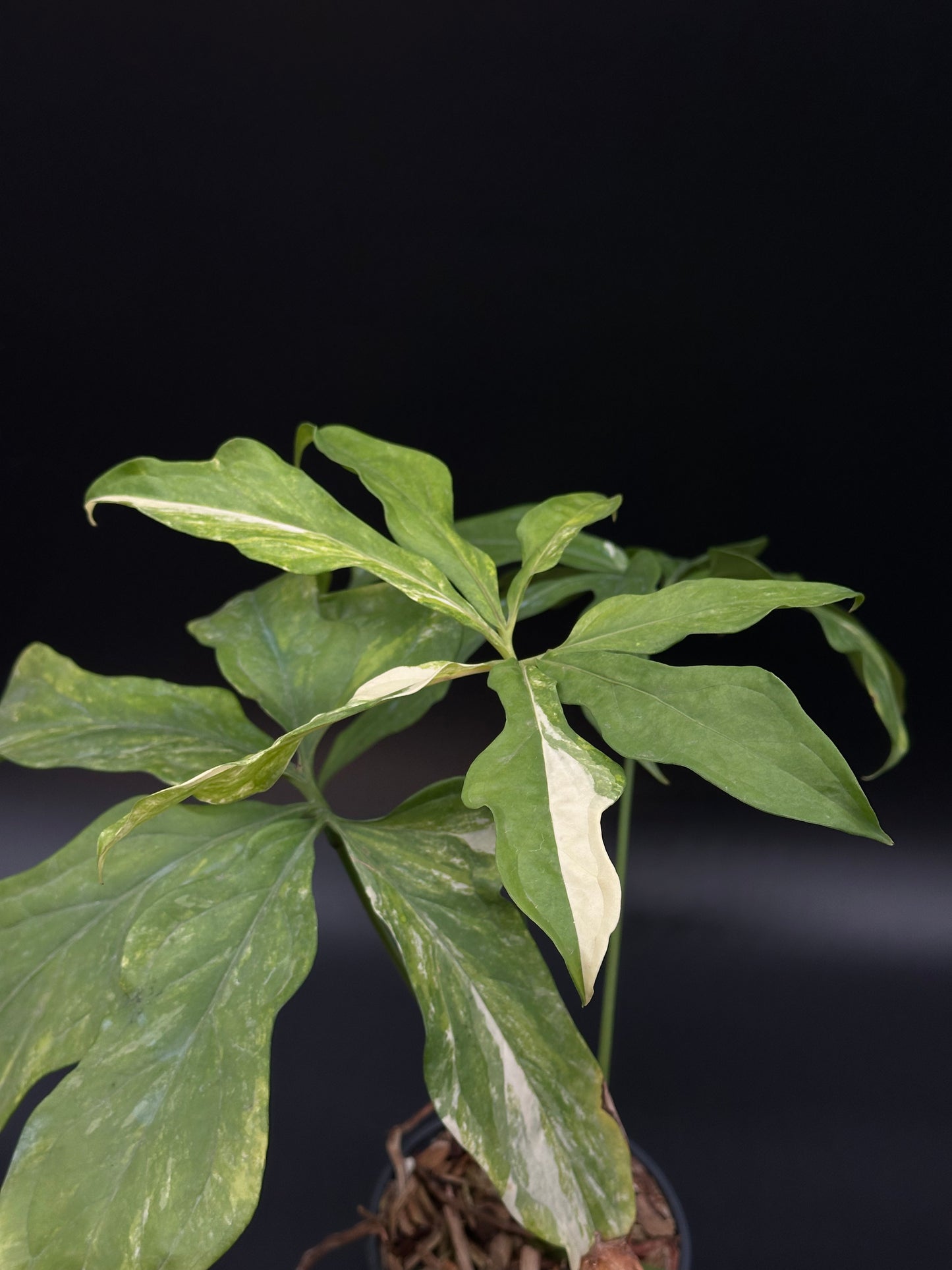 Anthurium Clavigerum Variegated (ACV1) featuring distinct white-veined green leaves, grown in a 2.25-inch pot, highlighting its unique variegation.