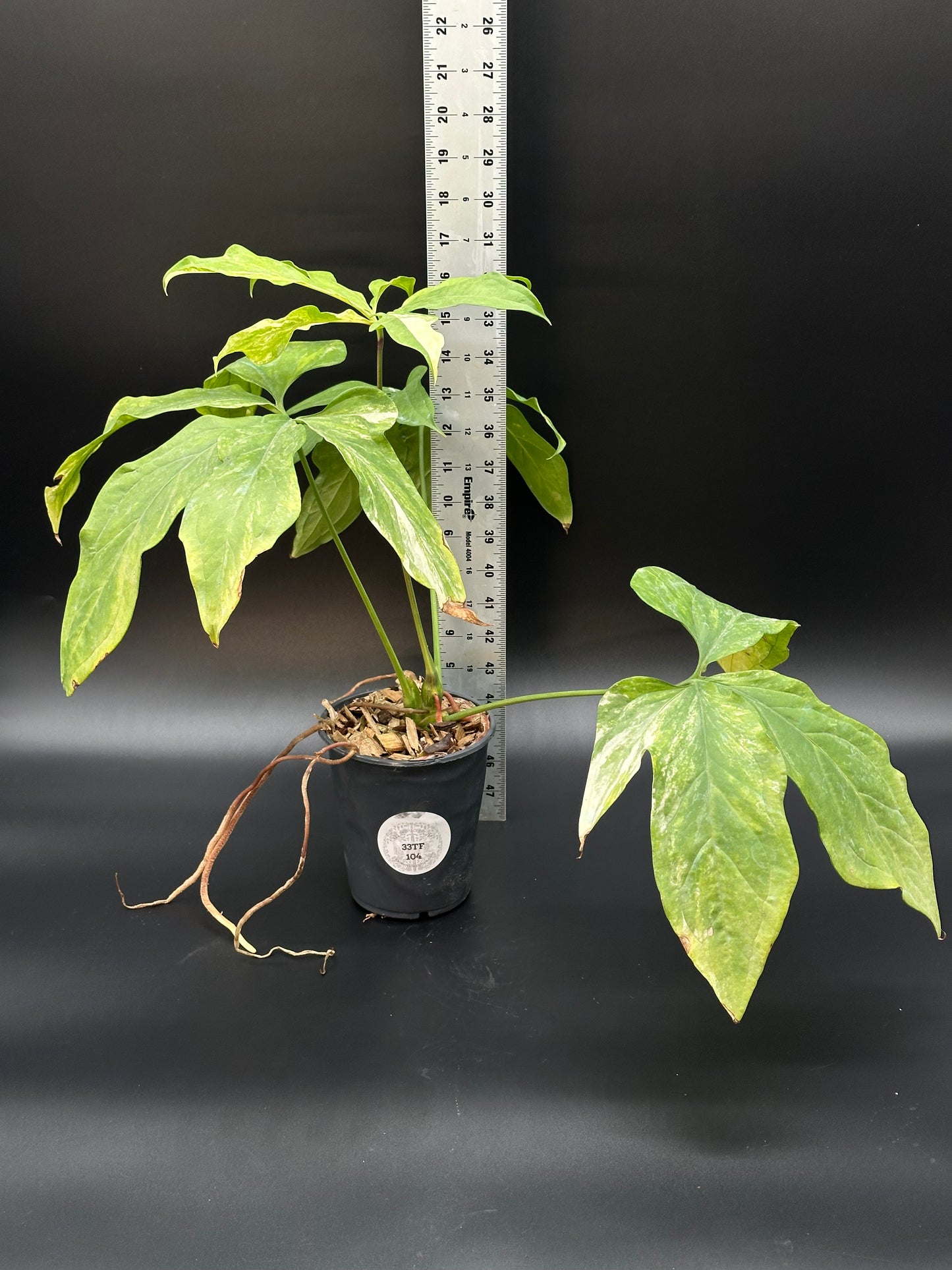 Anthurium Clavigerum Variegated (ACV1) in a 2.25-inch pot, shown next to a ruler for scale. Part of Next World Exotics' rare plant collection.
