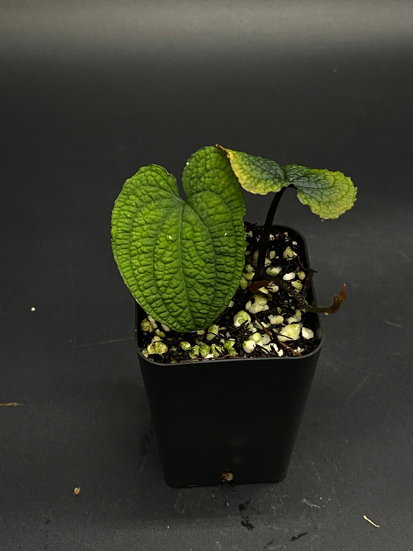 Anthurium Clidemioides in a 2.25-inch square black pot with heart-shaped, quilted leaves and visible rhizome, exemplifying Next World Exotics' rare plant collection.