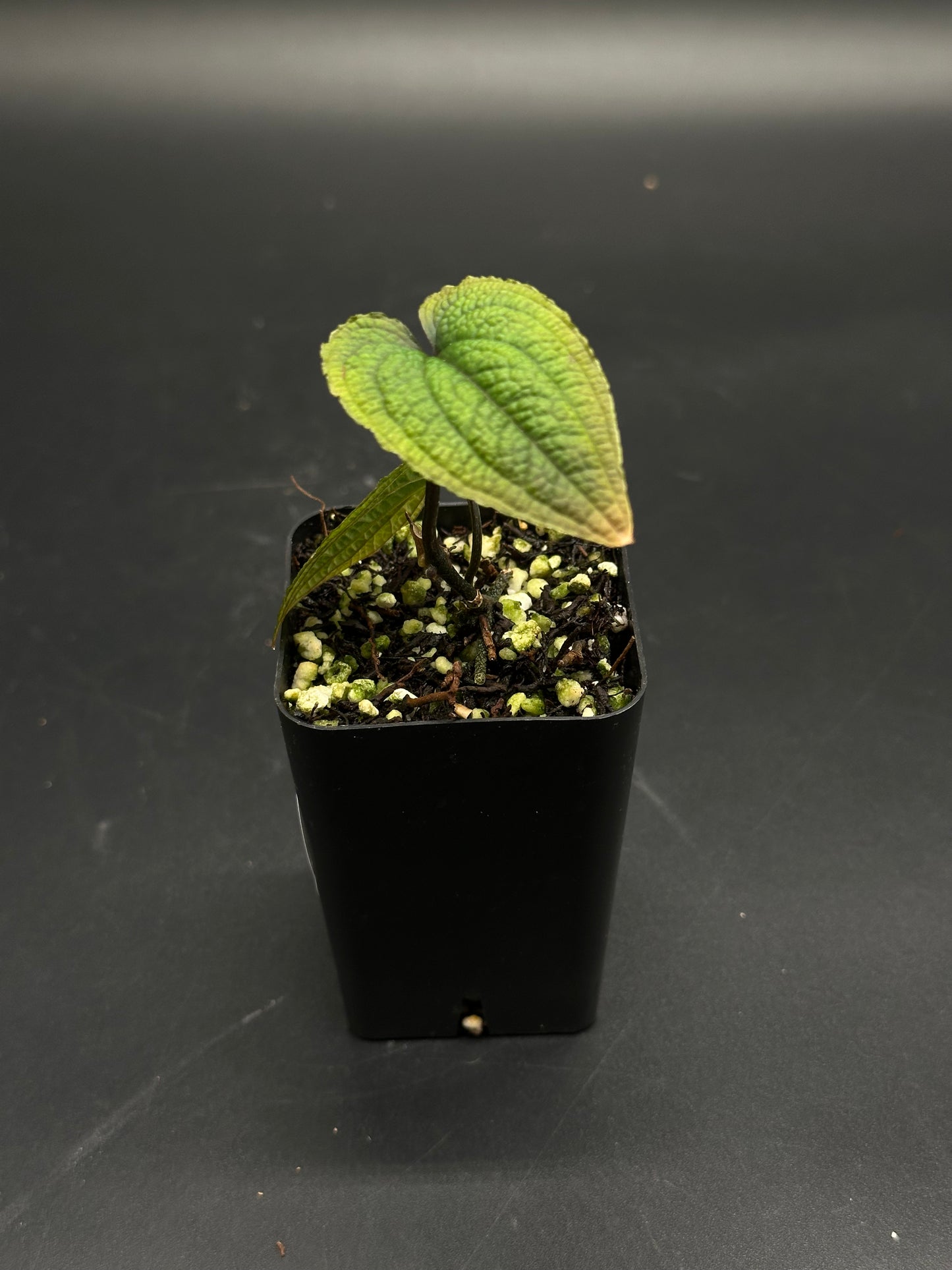 Anthurium Clidemioides seedling in a 2.25-inch black pot with heart-shaped, quilted leaves, set in loose soil mix.