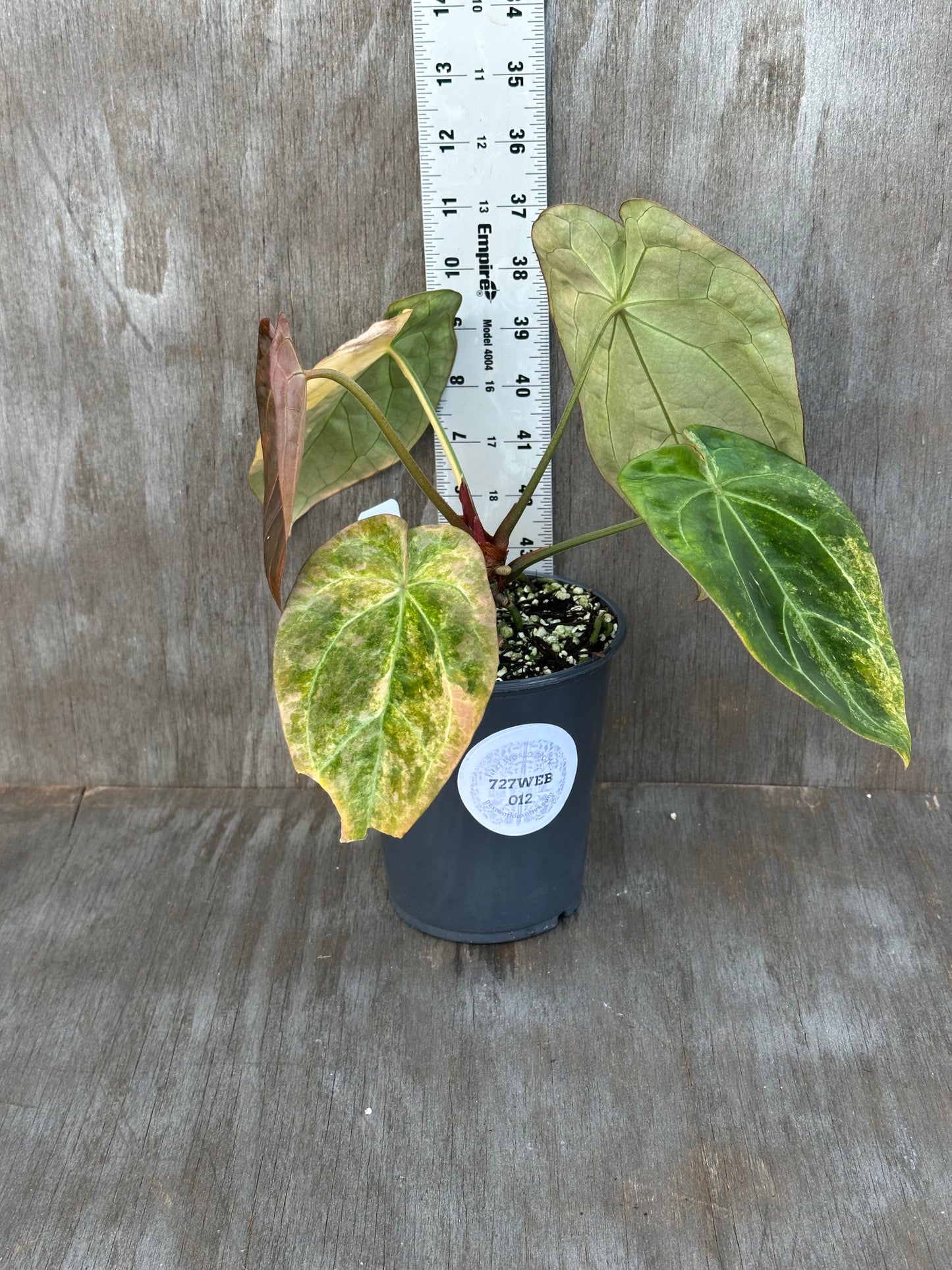 Anthurium Indonesian Variegated 727WEB012