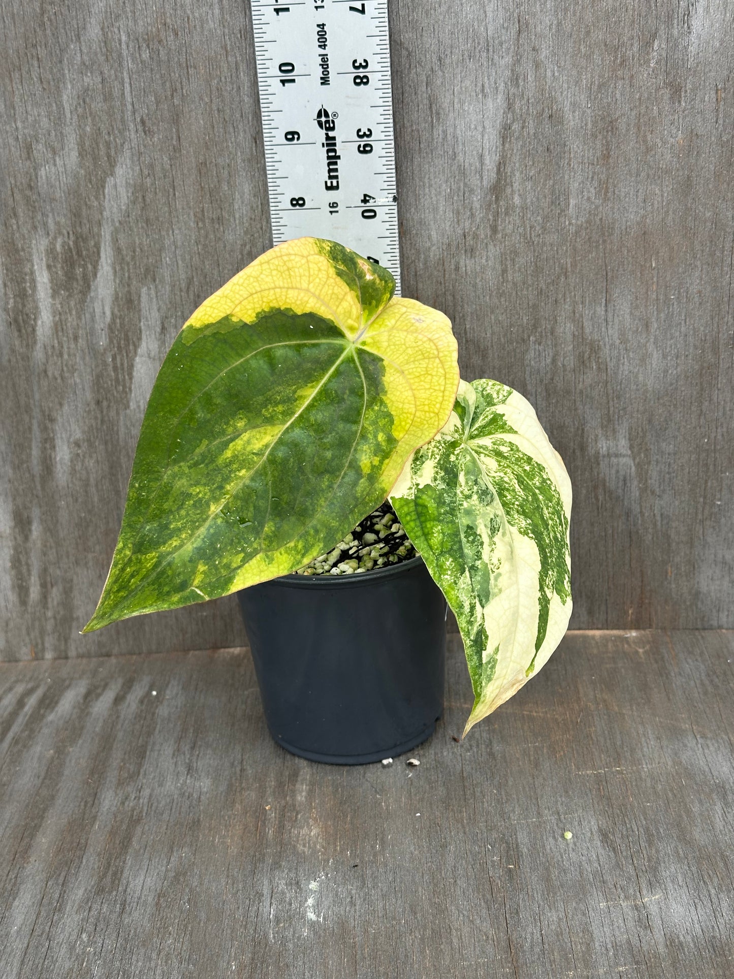 Anthurium Papillilaminum Besseae x Black Widow 727WEB064