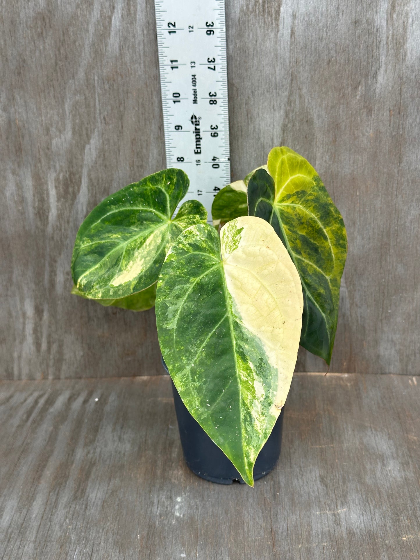 Anthurium Papillilaminum x Crystallinum DocBlock 727WEB067