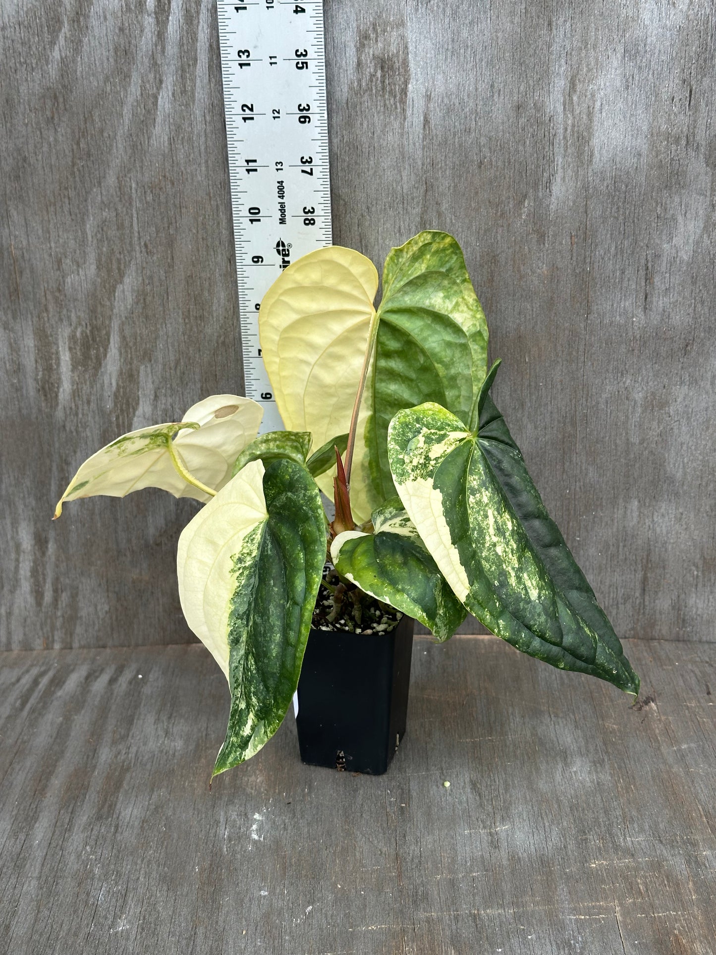 Anthurium Papillilaminum x Luxurian 727WEB065