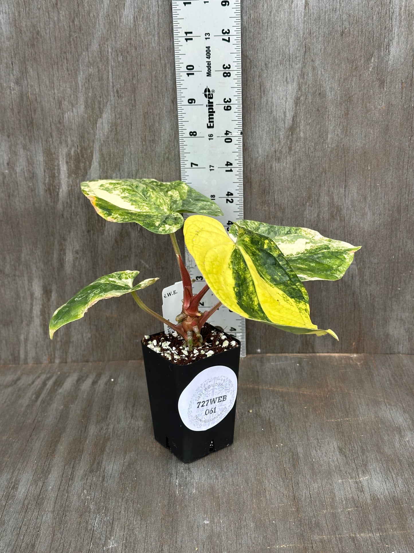 Anthurium Papillilaminum x Luxurian 727WEB061