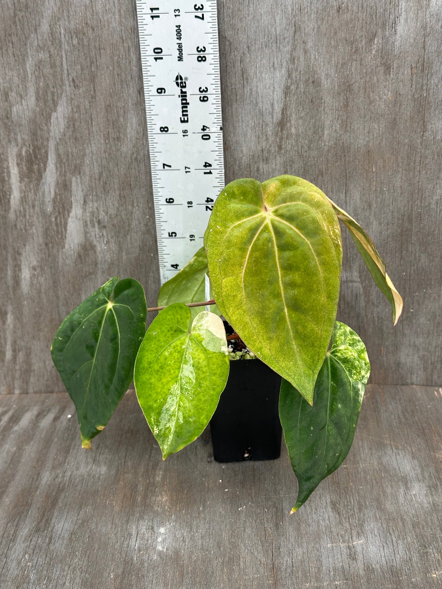 Anthurium Papillilaminum x Red Dark Phoenix 727WEB066