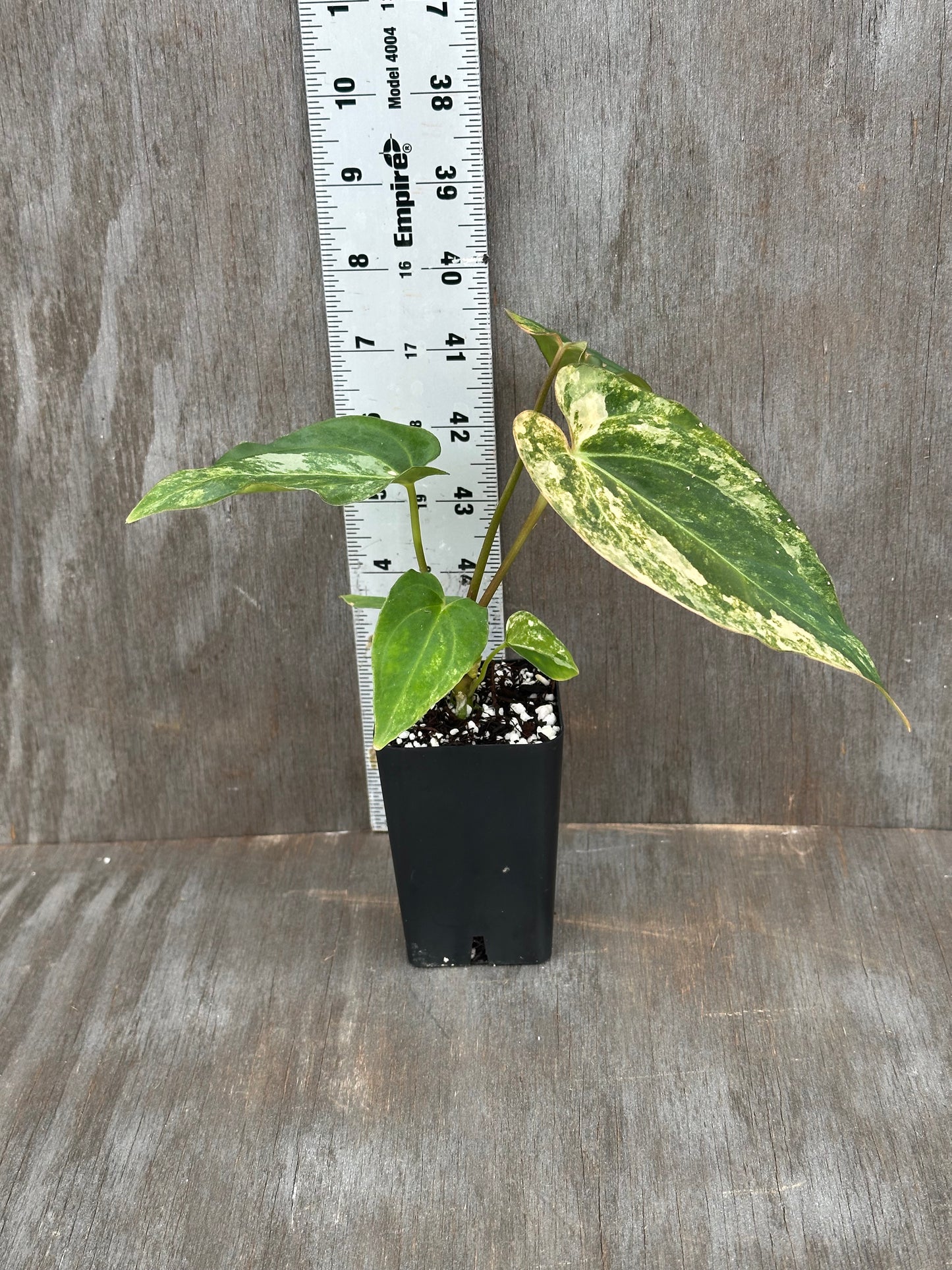 (Anthurium Papillilaminum x Waroqueanum) x A. Carlablackiae 727WEB058