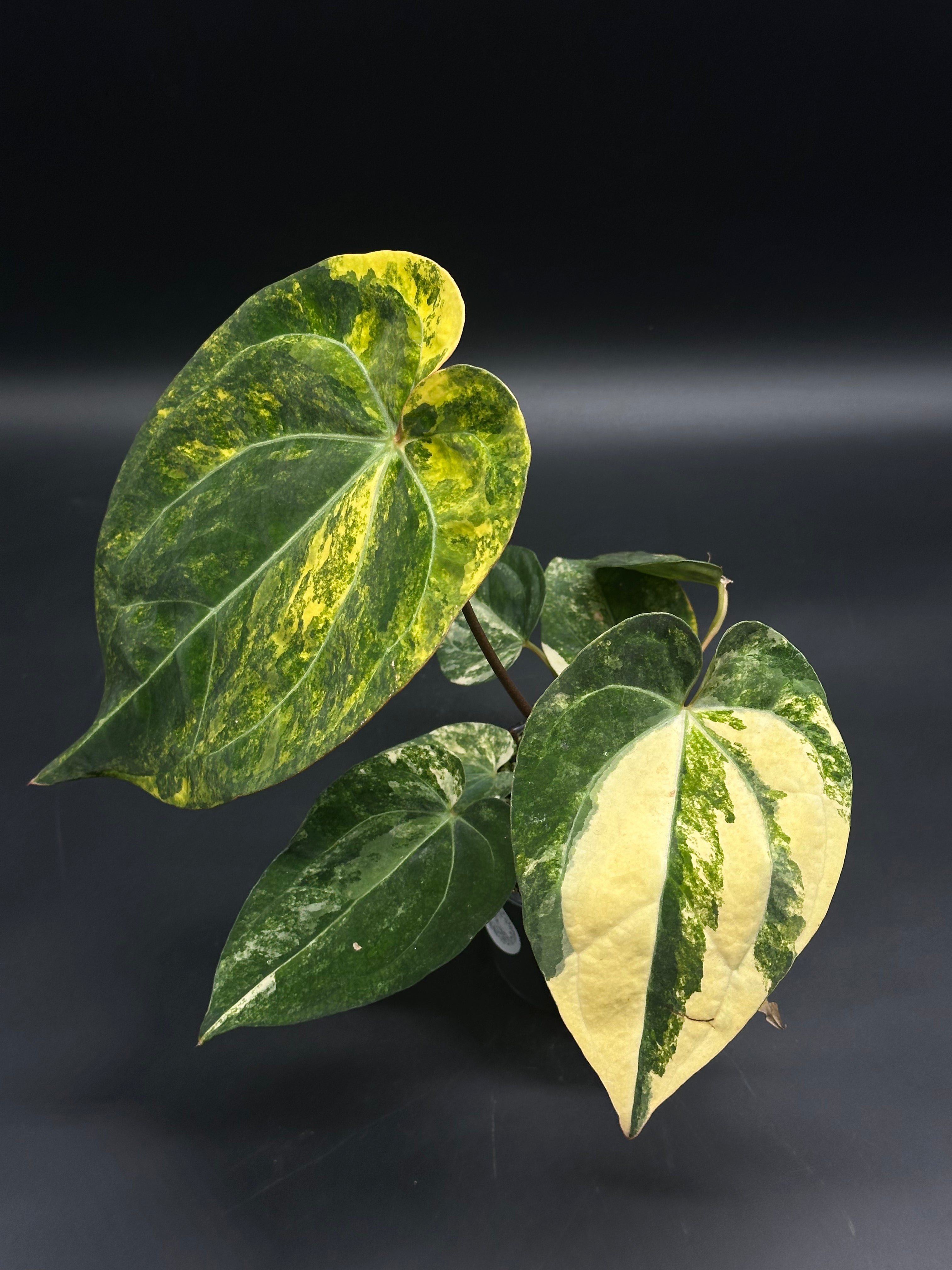 Anthurium papillilaminum 'Pink Lemonade' (130W157) – Next World