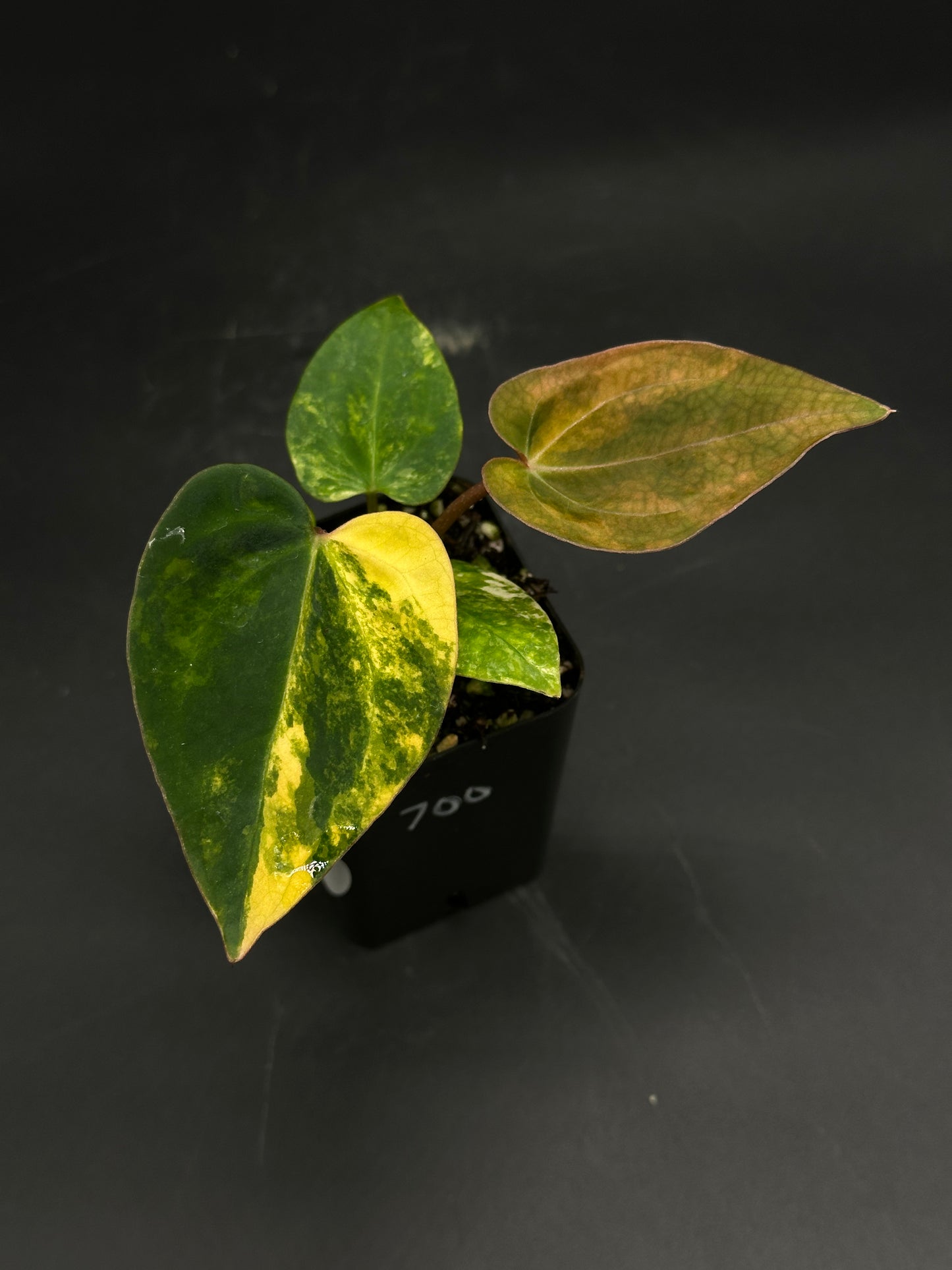 Anthurium Papillilaminum 'Thai' Variegated x Variegated DocBlock in a black pot featuring heart-shaped leaves with distinct variegation and a coppery-pink new leaf.