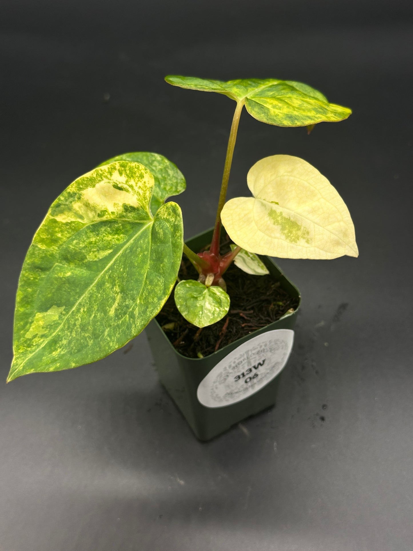 Anthurium Papillilaminum 'Thai' x (Variegated SKG x Variegated DocBlock) in a 2.25-inch pot, showcasing lush, variegated foliage.