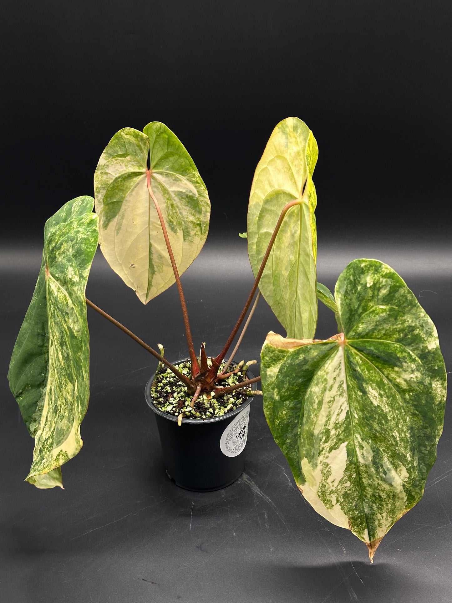 Anthurium papillilaminum variegated plant with heart-shaped, cream and green marbled leaves on reddish-brown petioles in a nursery pot with perlite-rich soil.