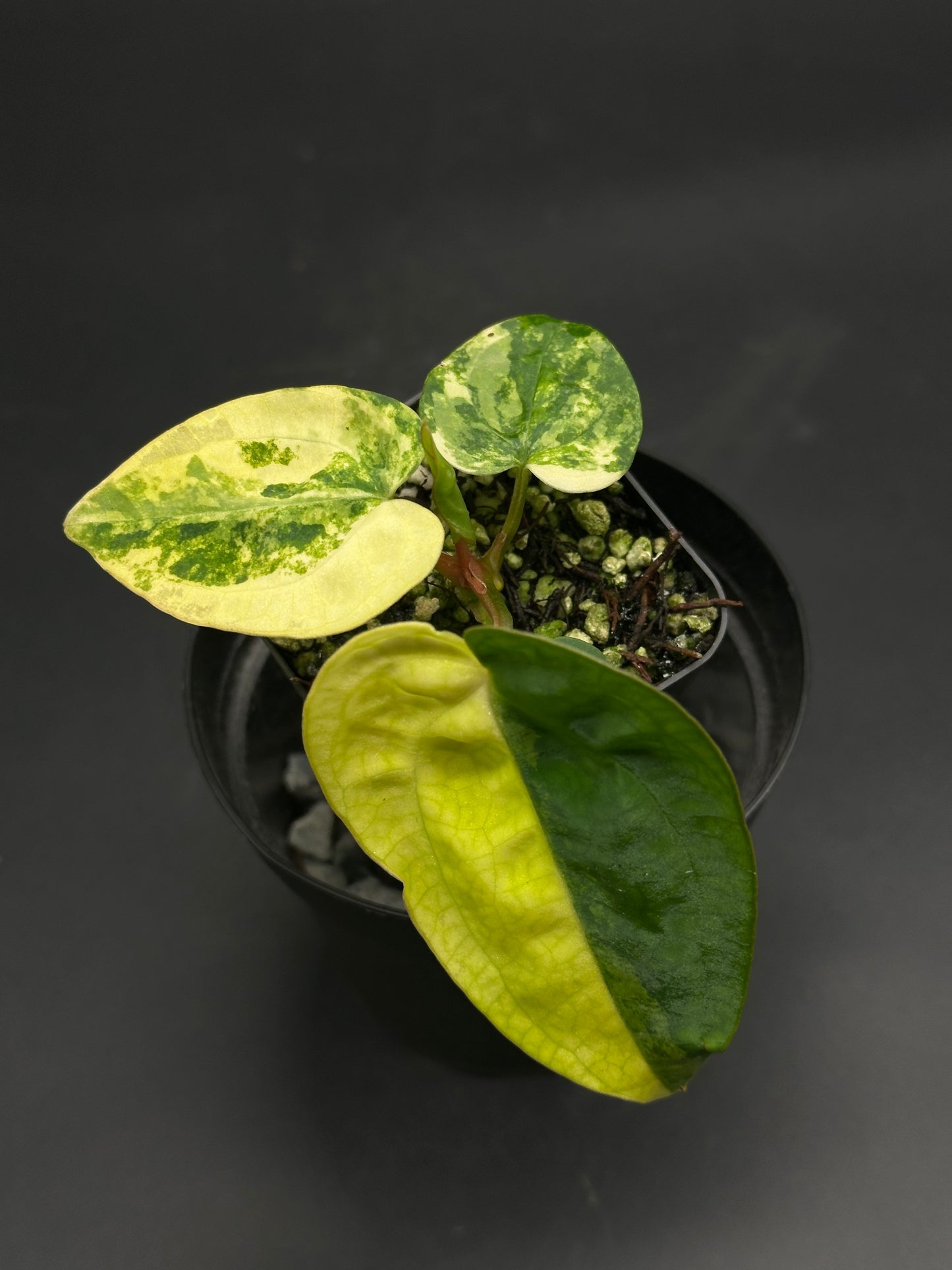 Anthurium papillilaminum variegated cutting in a black pot, featuring thick, glossy leaves with green-and-yellow variegation. Potting mix is chunky for optimal drainage.