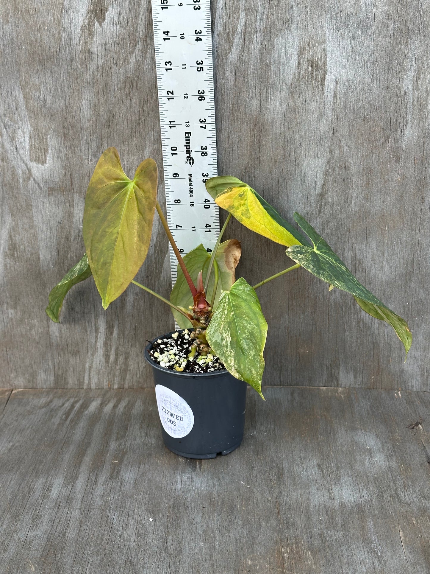 Anthurium Papillilaminum Variegated x Fort Sherman 727WEB005
