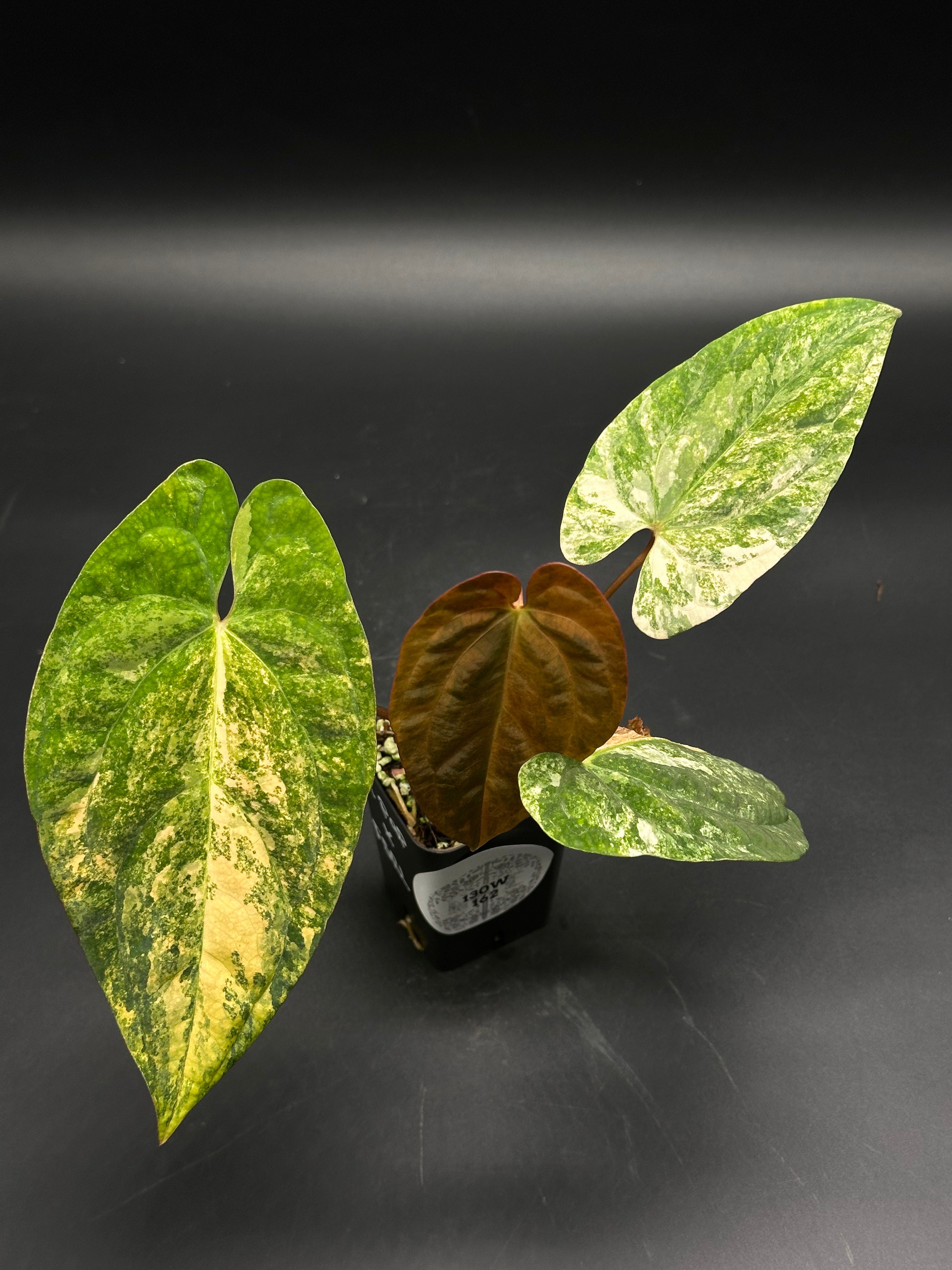 Anthurium Papillilaminum x ('Fort Sherman' x 'Ralph Lynam