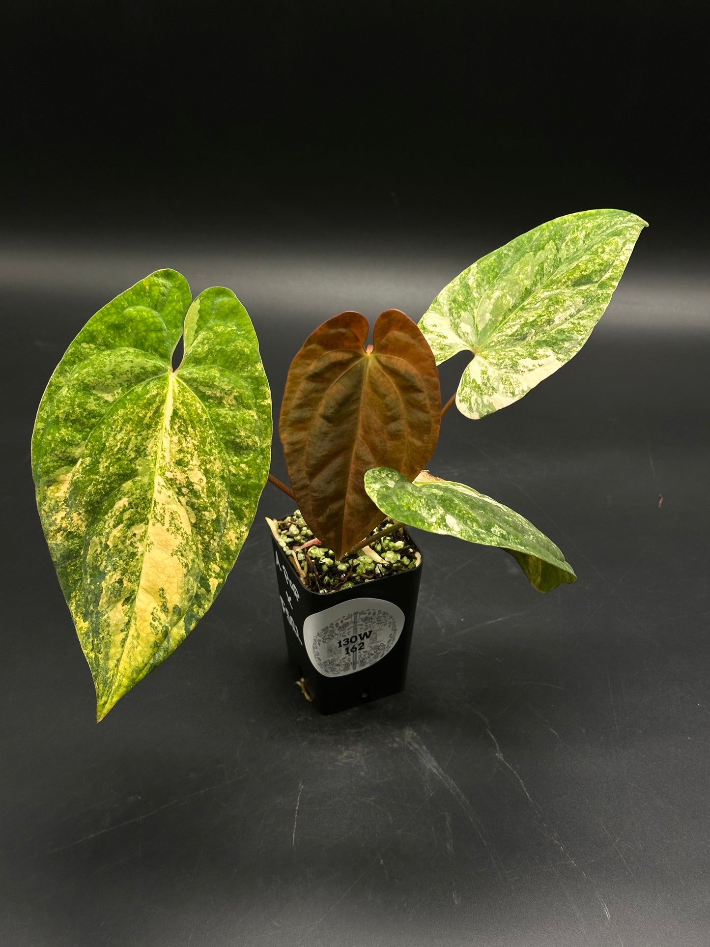 Anthurium (130W162) in a small black pot, showcasing heart-shaped leaves with green and creamy yellow variegation, featuring a newly emerging coppery-brown leaf.