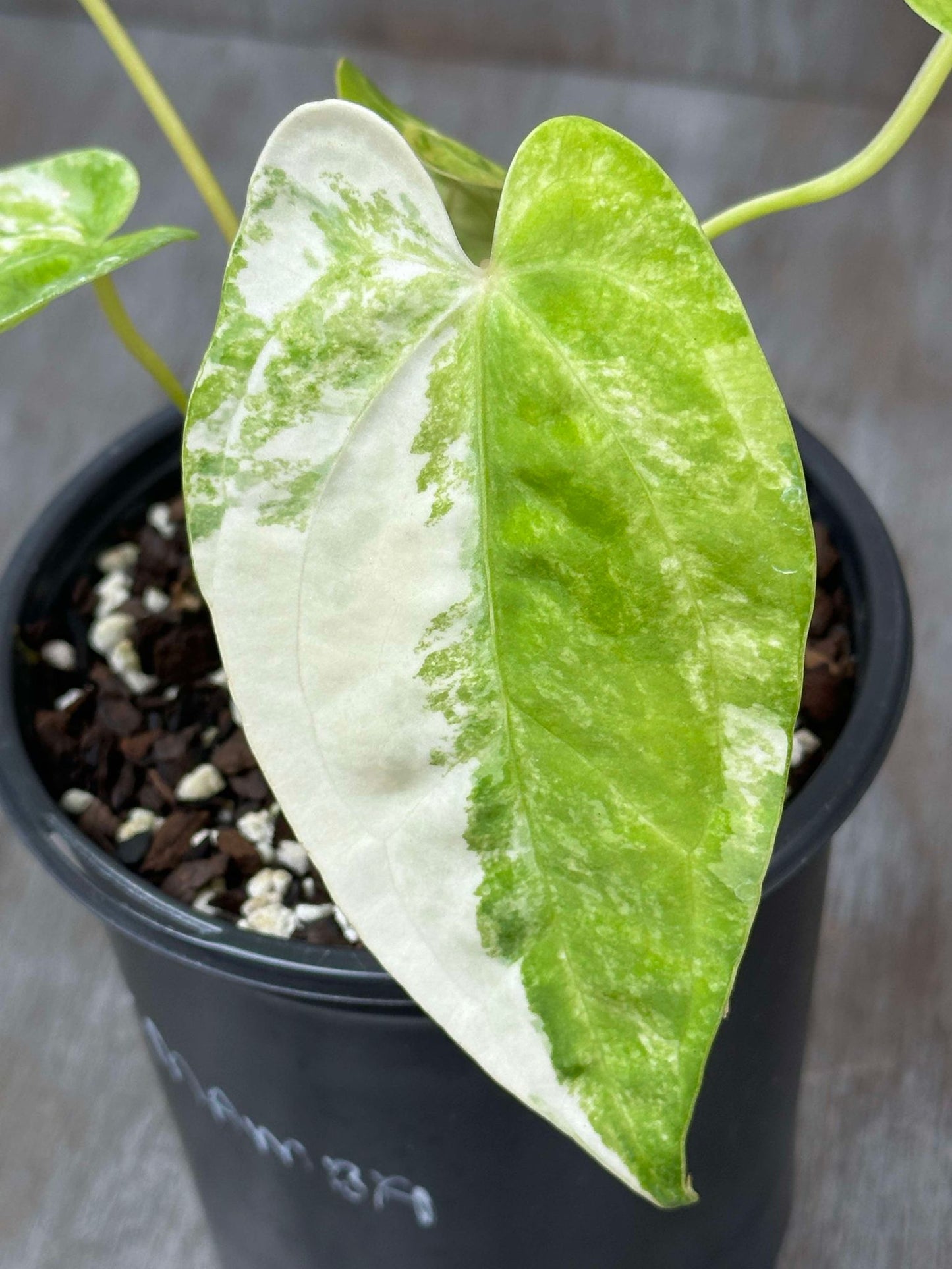 Anthurium Papillilaminum x Mamba in a pot, showcasing its distinct green and white leaves, perfect as a houseplant.