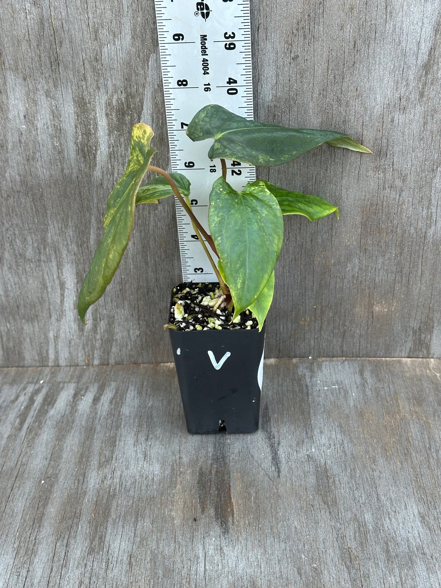 Anthurium Thai Papillilaminum x Papillilaminum 'Ree Gardens' 727WEB014