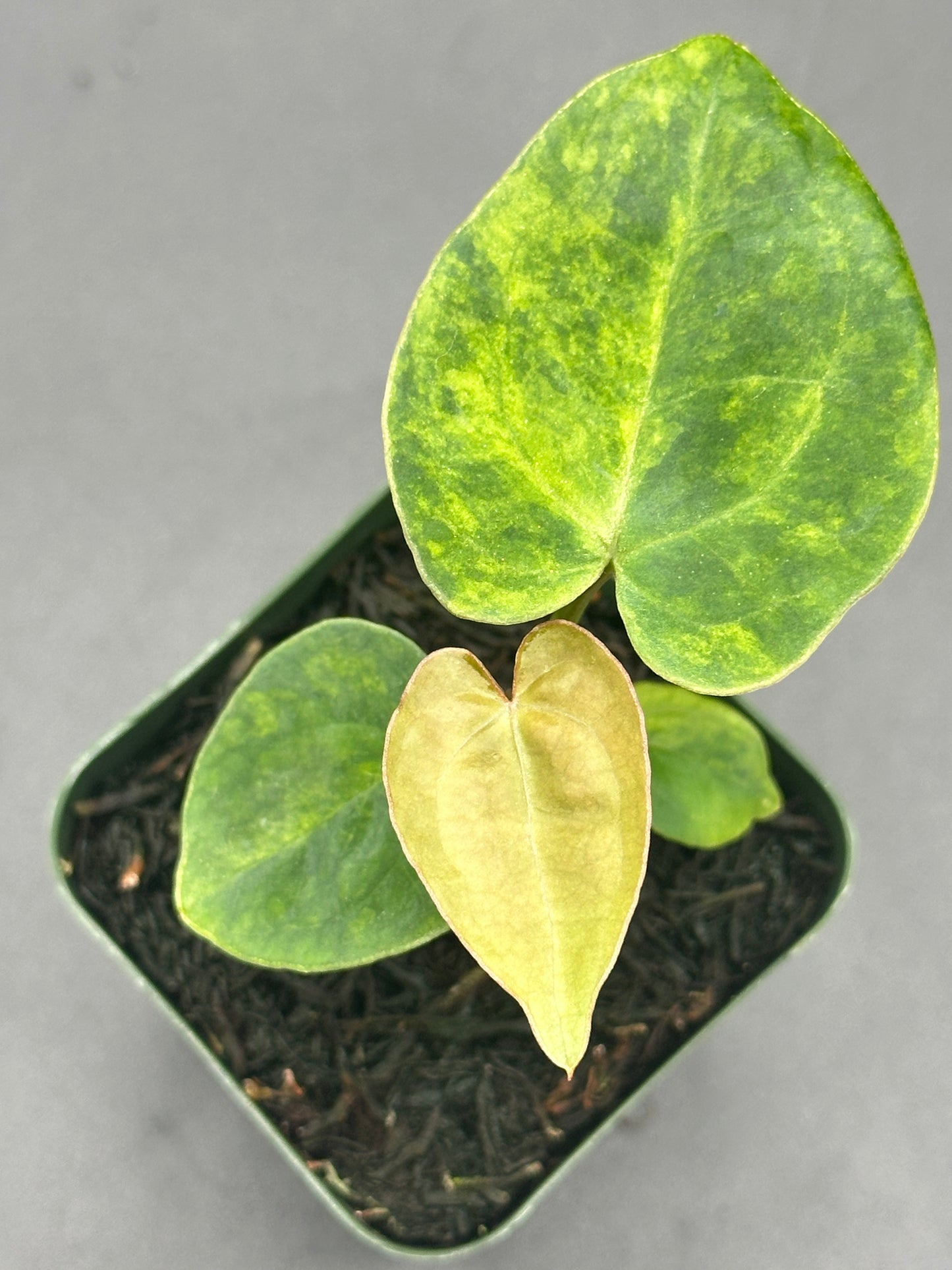 Anthurium Variegated Crystallinum 'X' x Papillilaminum 'Thai' in a 2.25-inch pot, showcasing lush, detailed green leaves, ideal for exotic plant collectors.