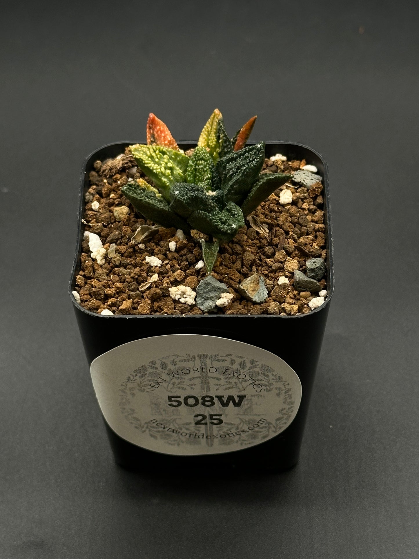 Ariocarpus Fissuratus cv. 'Godzilla' Variegated (508W25) growing in a 2-inch pot, showcasing its distinctive, heavily-textured, and intricate tuberculate surface.