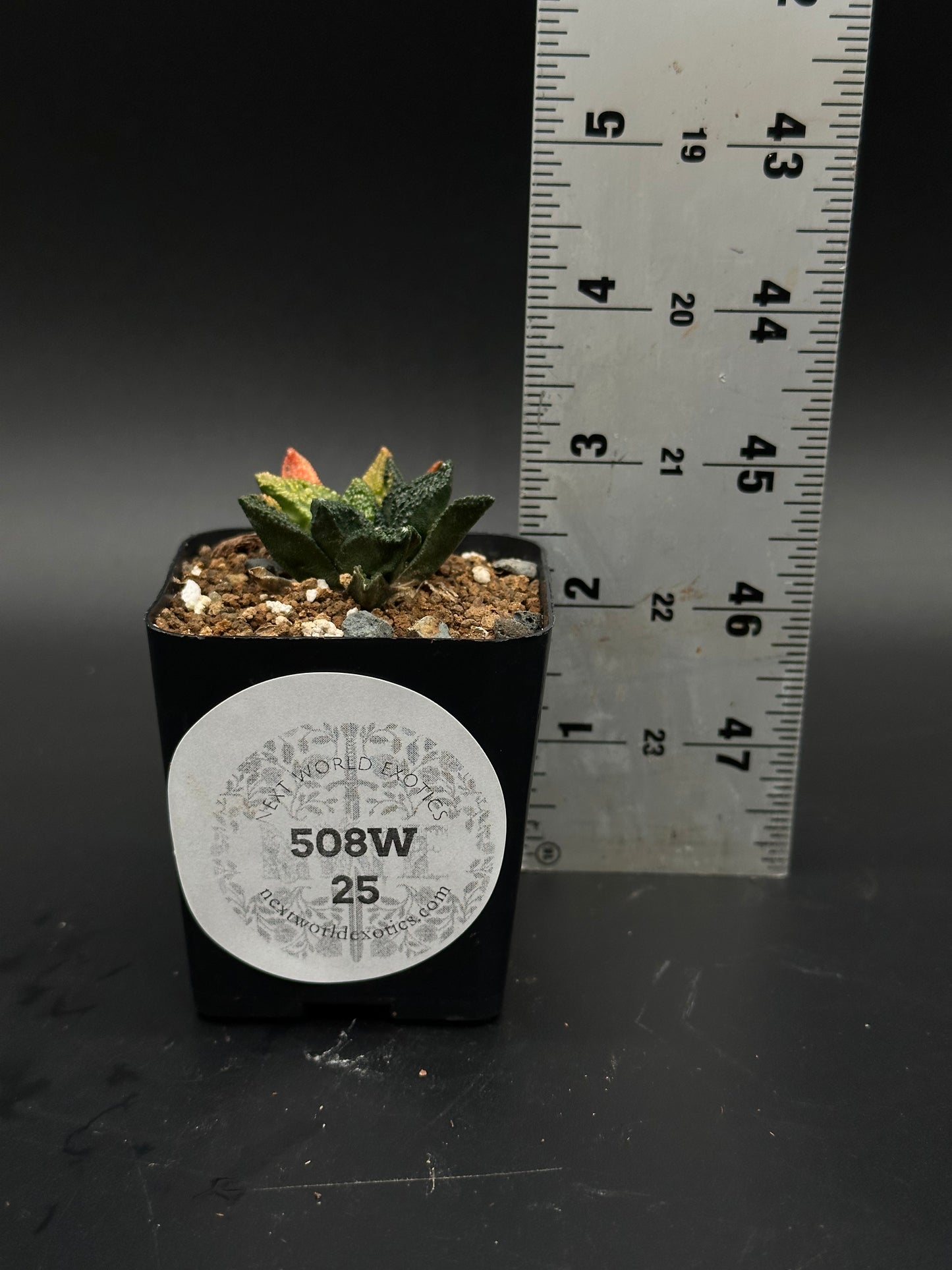 Ariocarpus Fissuratus cv. 'Godzilla' Variegated (508W25) in a 2-inch pot, showcasing its distinctive textured surface and intricate tuberculate pattern.