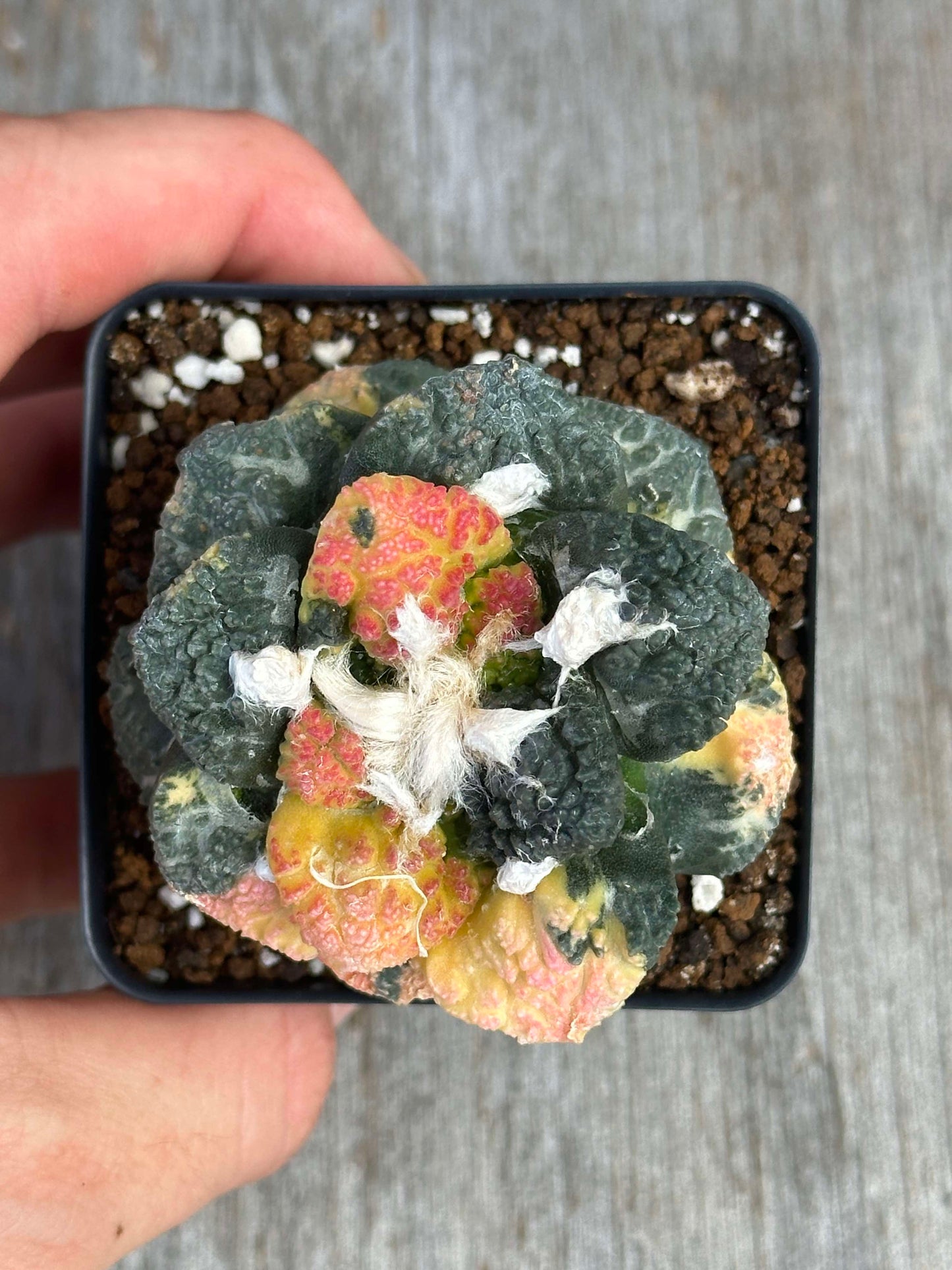 A hand holding a potted Ariocarpus Godzilla Hybrid Variegated (AGH2), showcasing its unique, textured surface and vibrant tubercles.