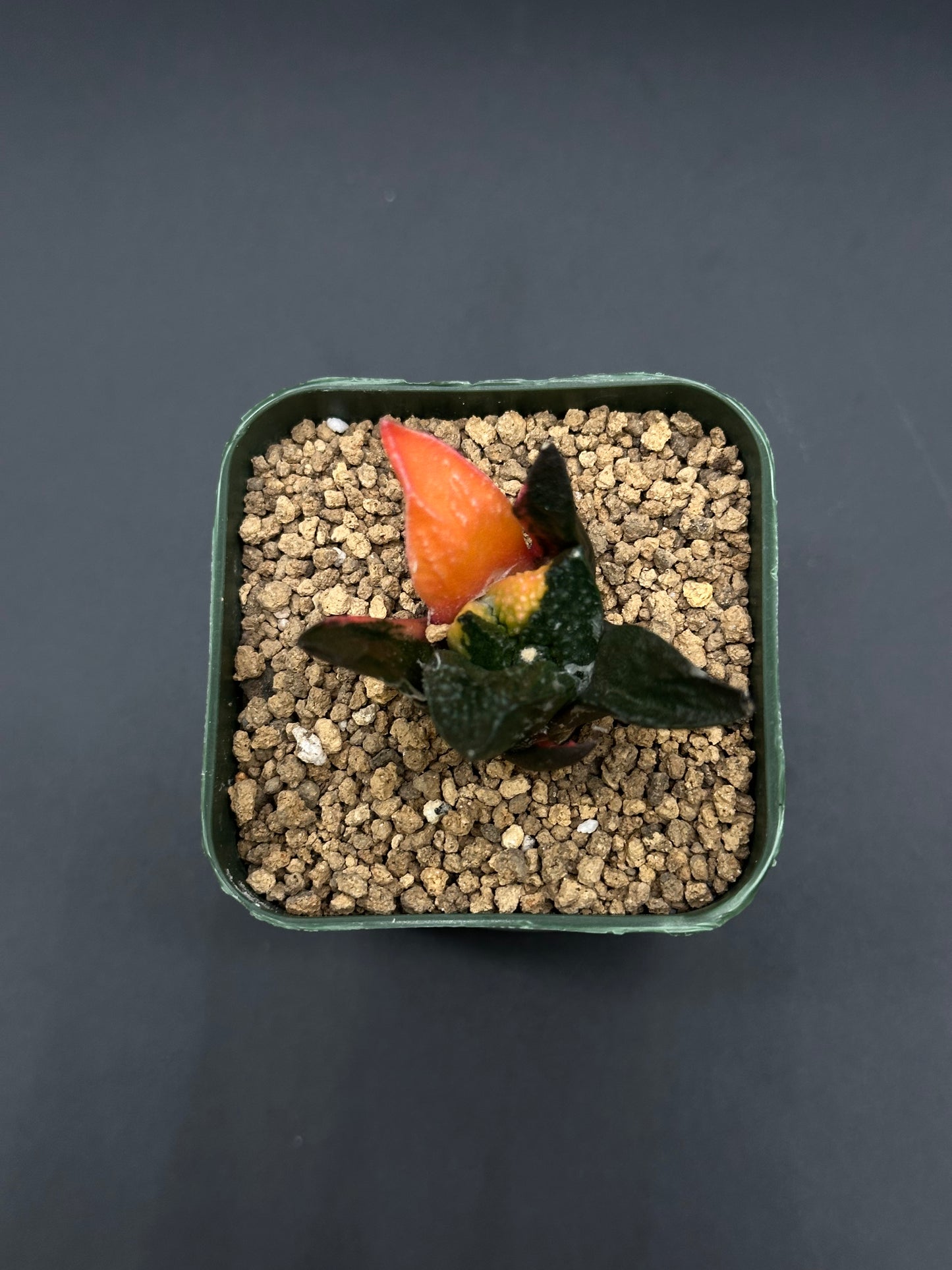 Ariocarpus Retusus Variegated (417W14) in a small pot, showcasing its star-shaped, thick tubercles forming a rosette with gentle color variations.